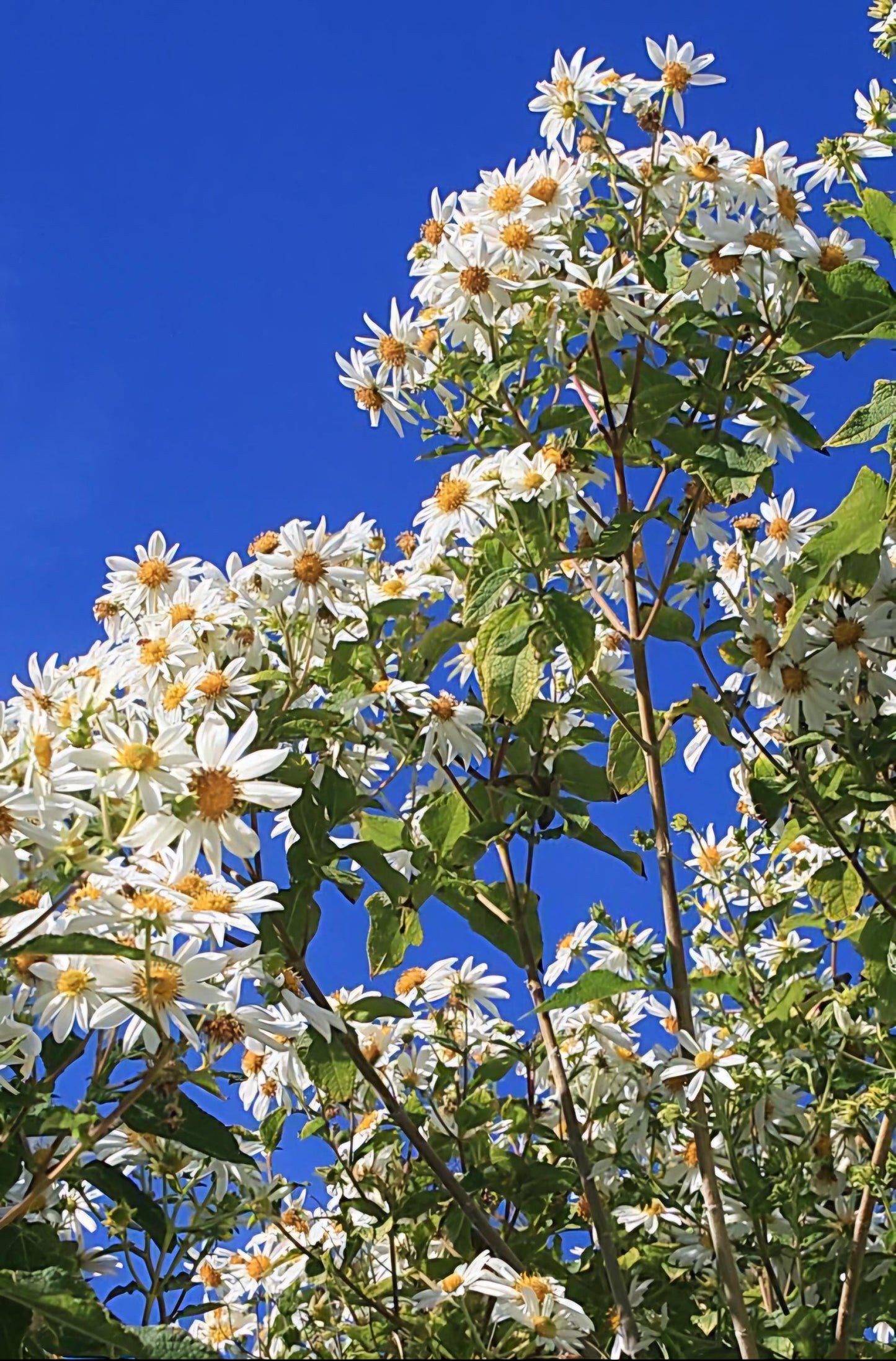Tree Daisy (Montanoa grandifolia) Live Plant