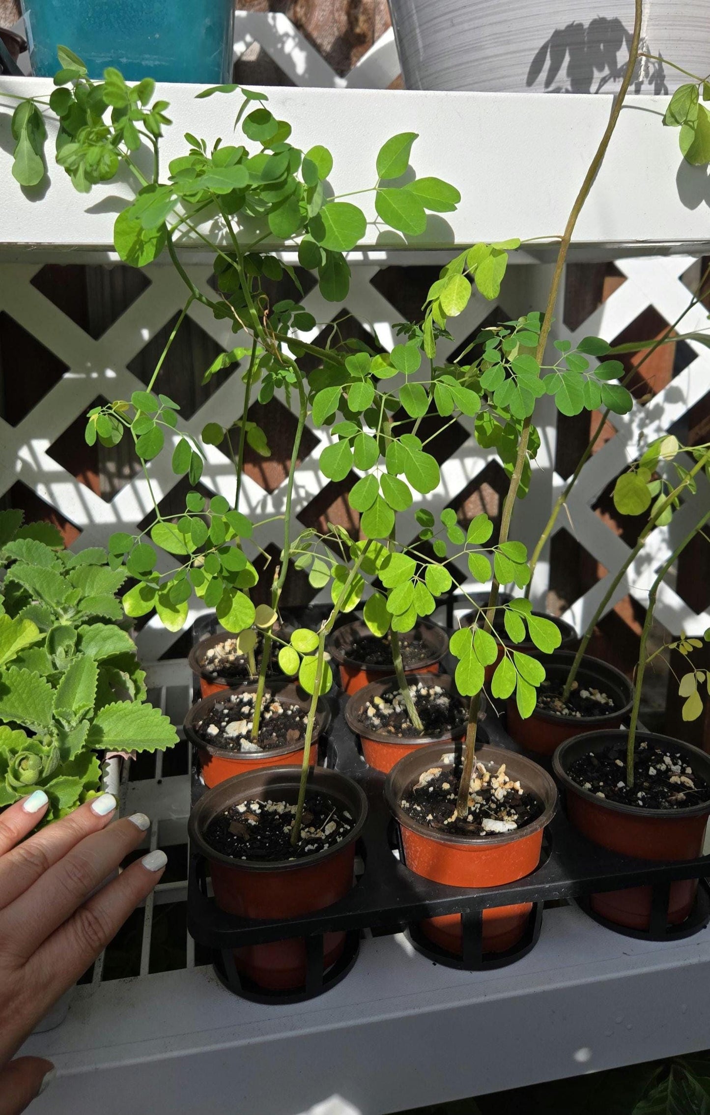 Moringa Seedling Live Plant