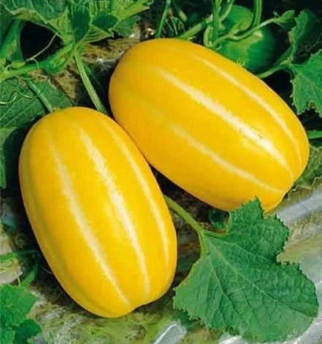 Korean Melon Seeds / Chamoe Seeds