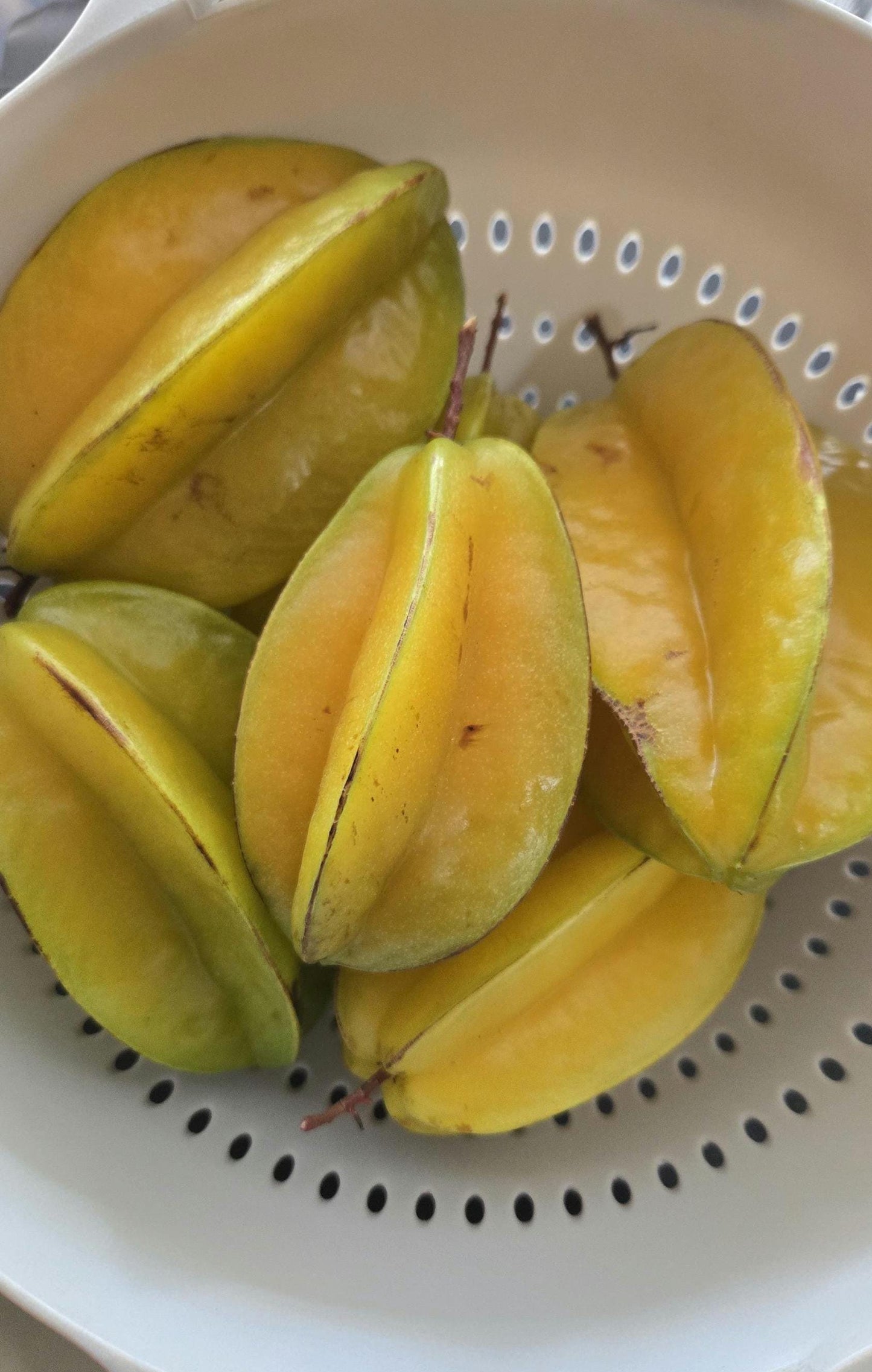 Star Fruit / Carambola Live Plant
