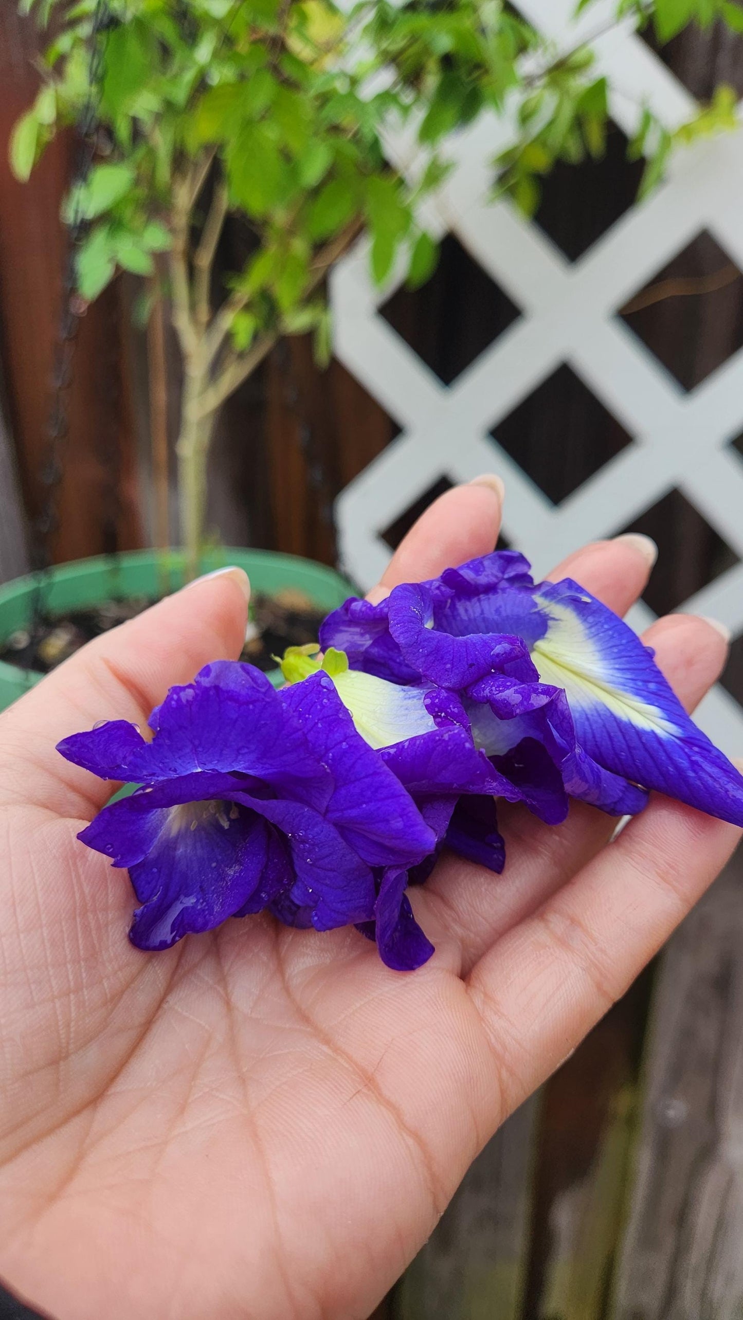 Butterfly Pea Flower Seeds