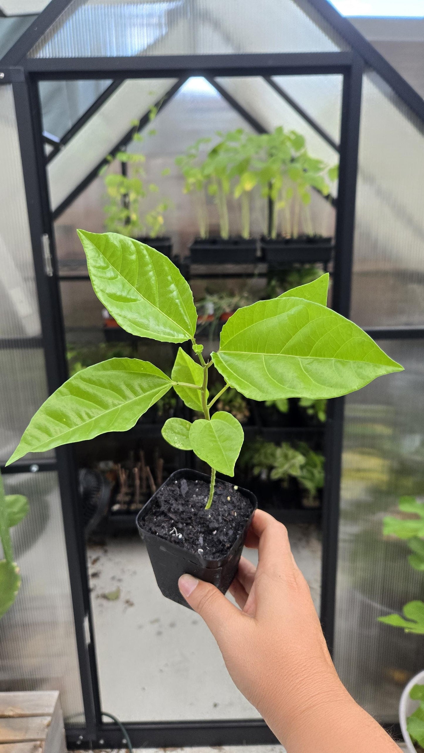 2-Pack Yellow Passionfruit Live Plant