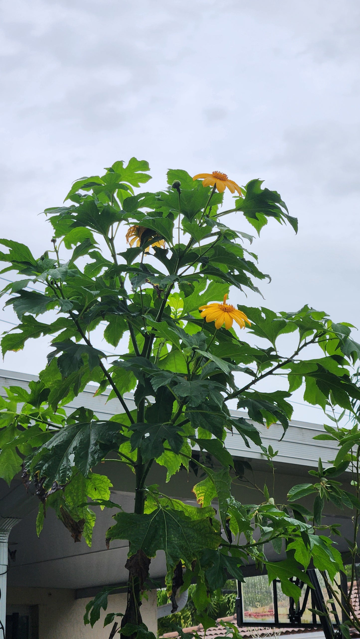 Mexican Sunflower Cuttings (Tithonia diversifolia)