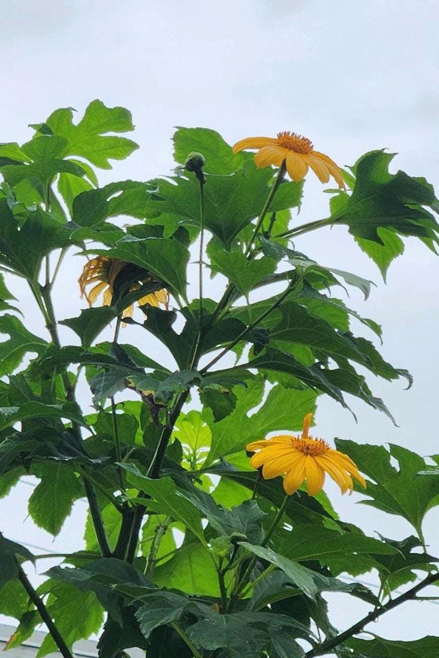 8-Pack Mexican Sunflower Cuttings (Tithonia diversifolia)