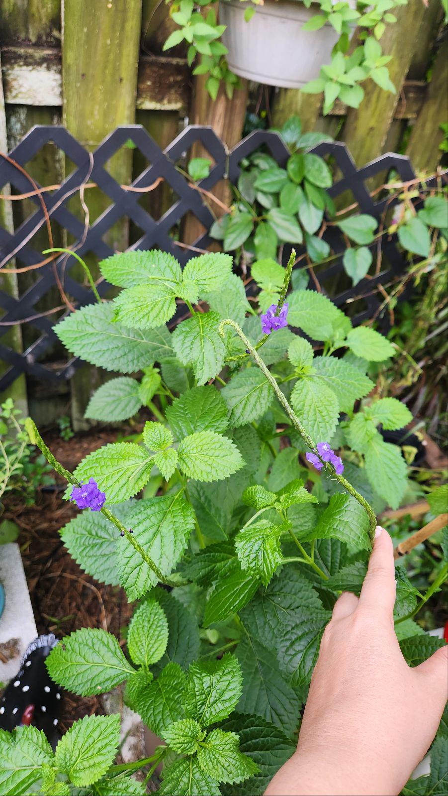 Porterweed (Stachytarpheta spp.) - A Pollinator's Paradise