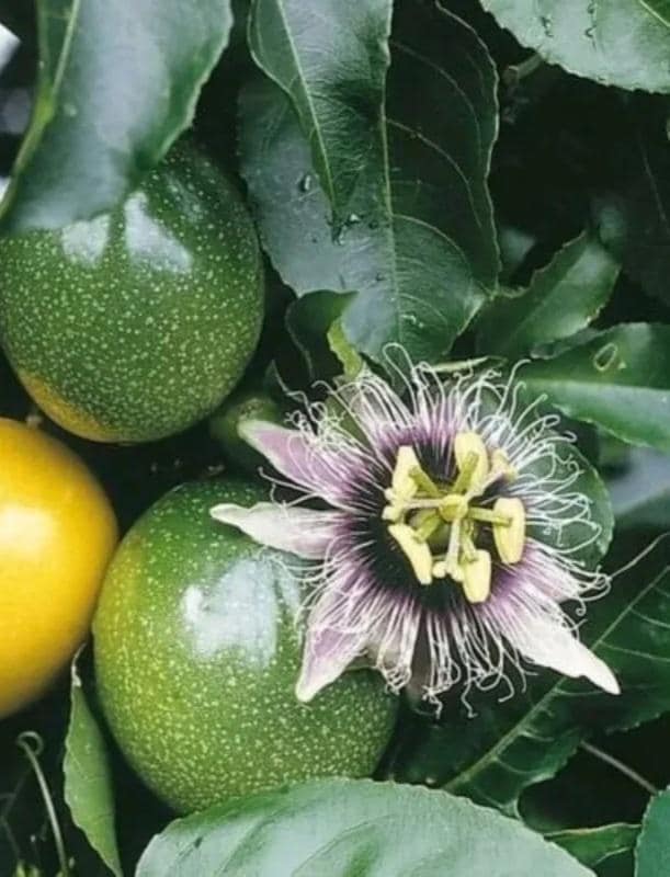 2-Pack Yellow Passionfruit Live Plant