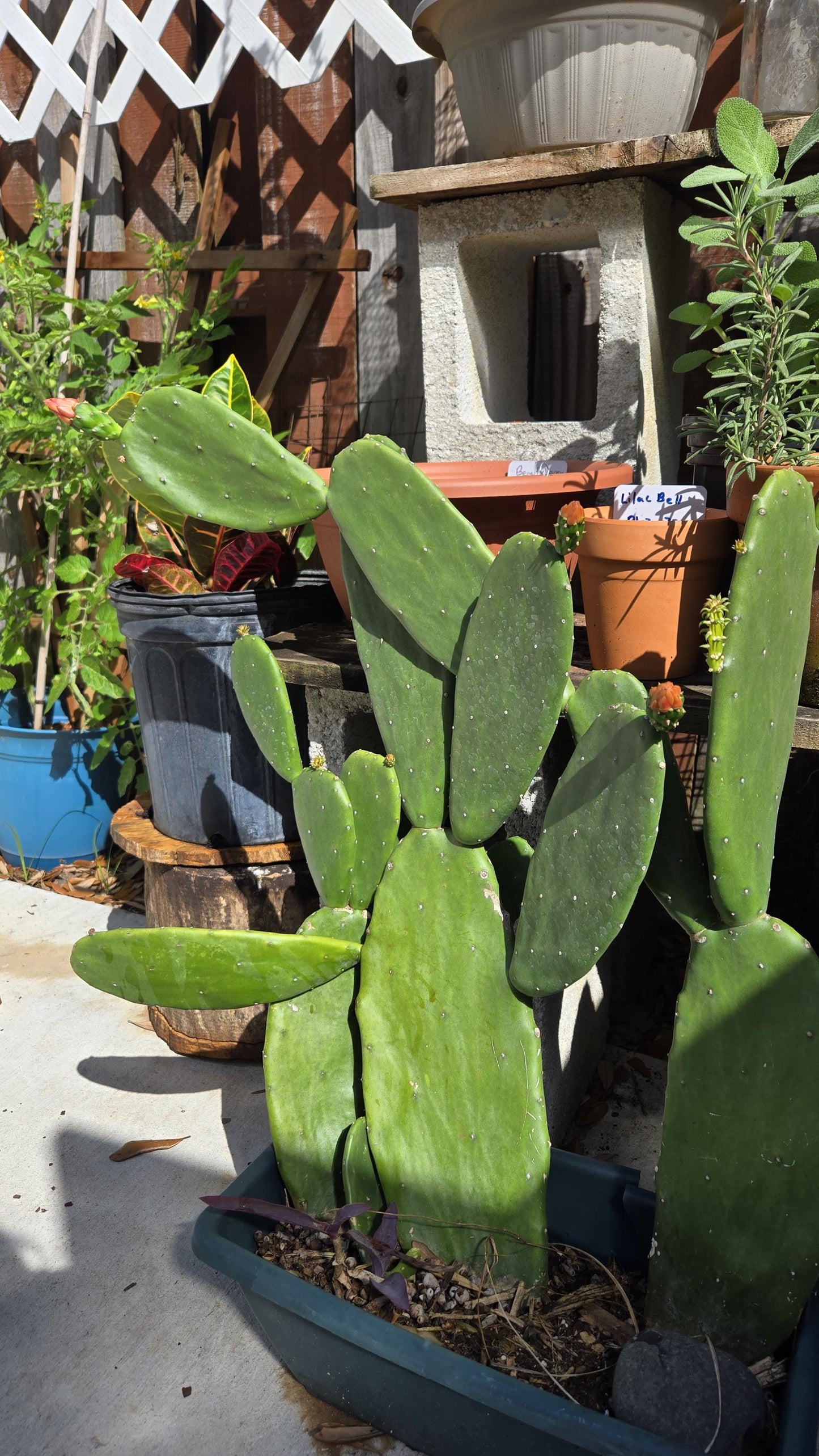 3-Pack Prickly Pear Cactus Pads ( Nopales )