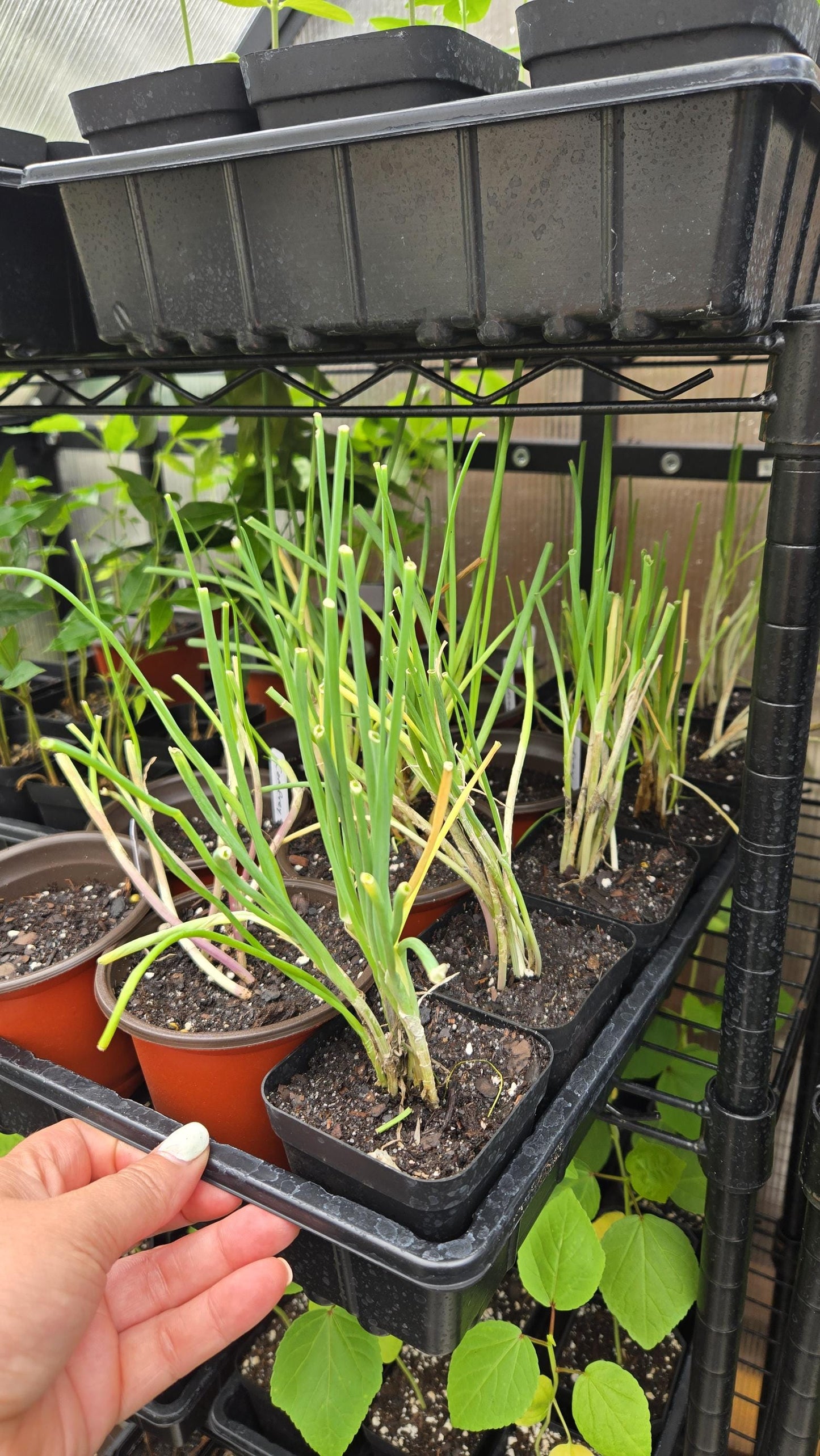 2-Pack Chives Live Plant