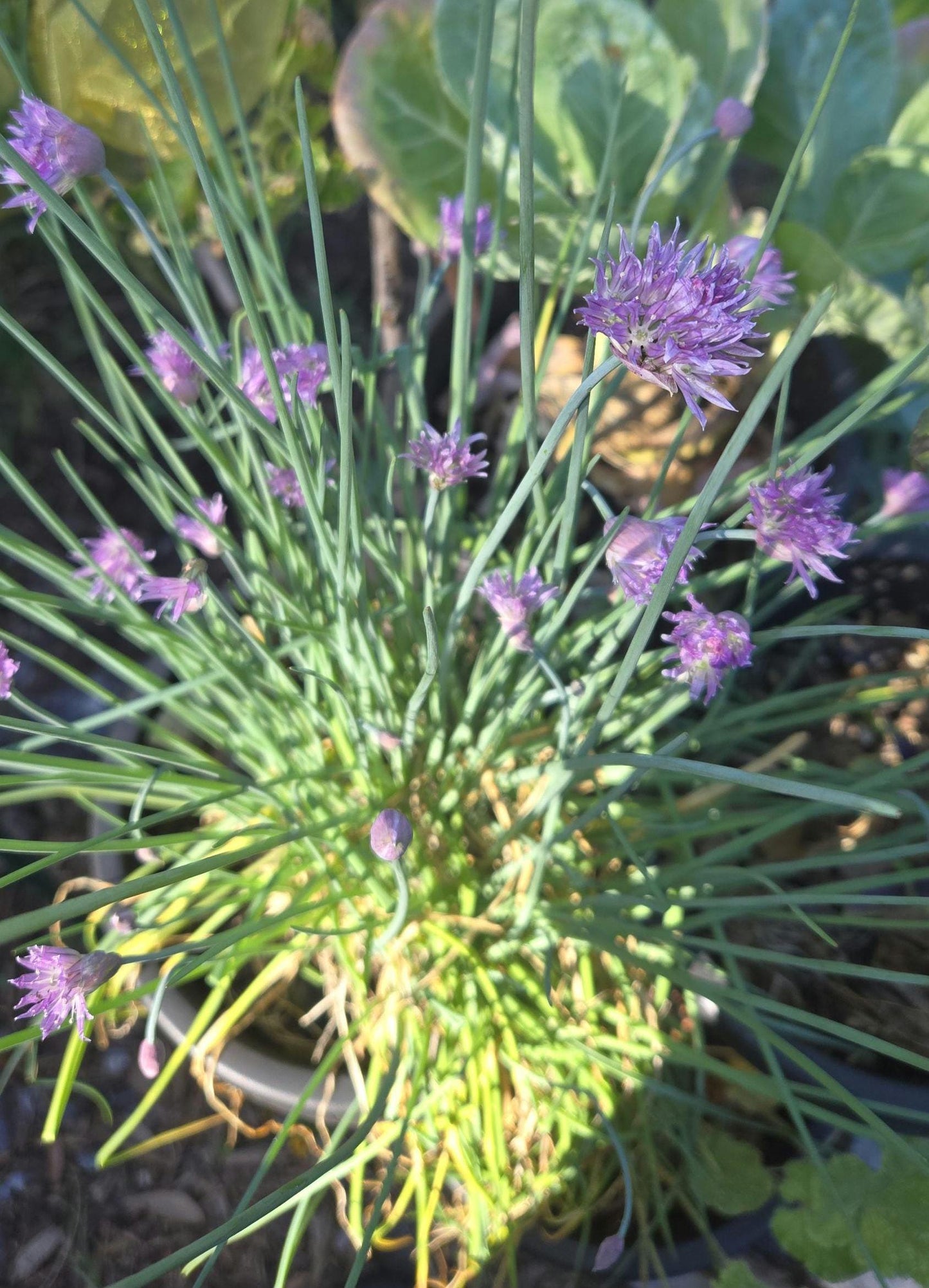 2-Pack Chives Live Plant