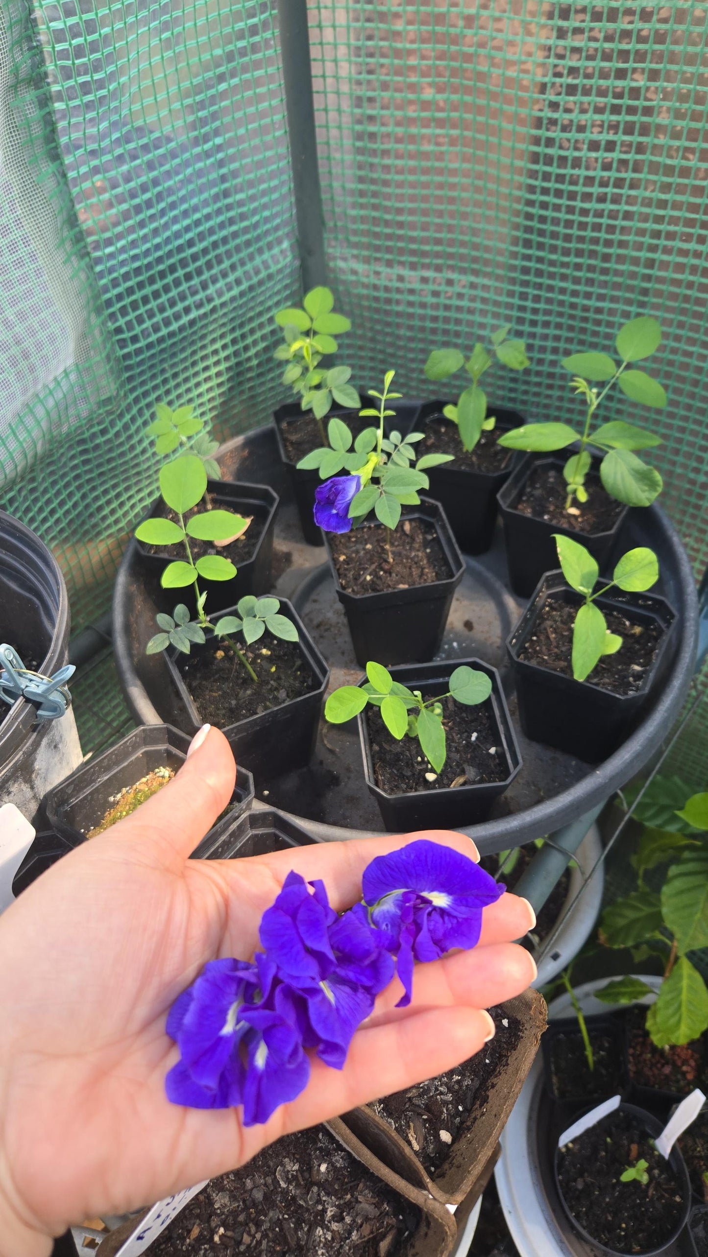 2-Pack Butterfly Pea Flower Live Plant