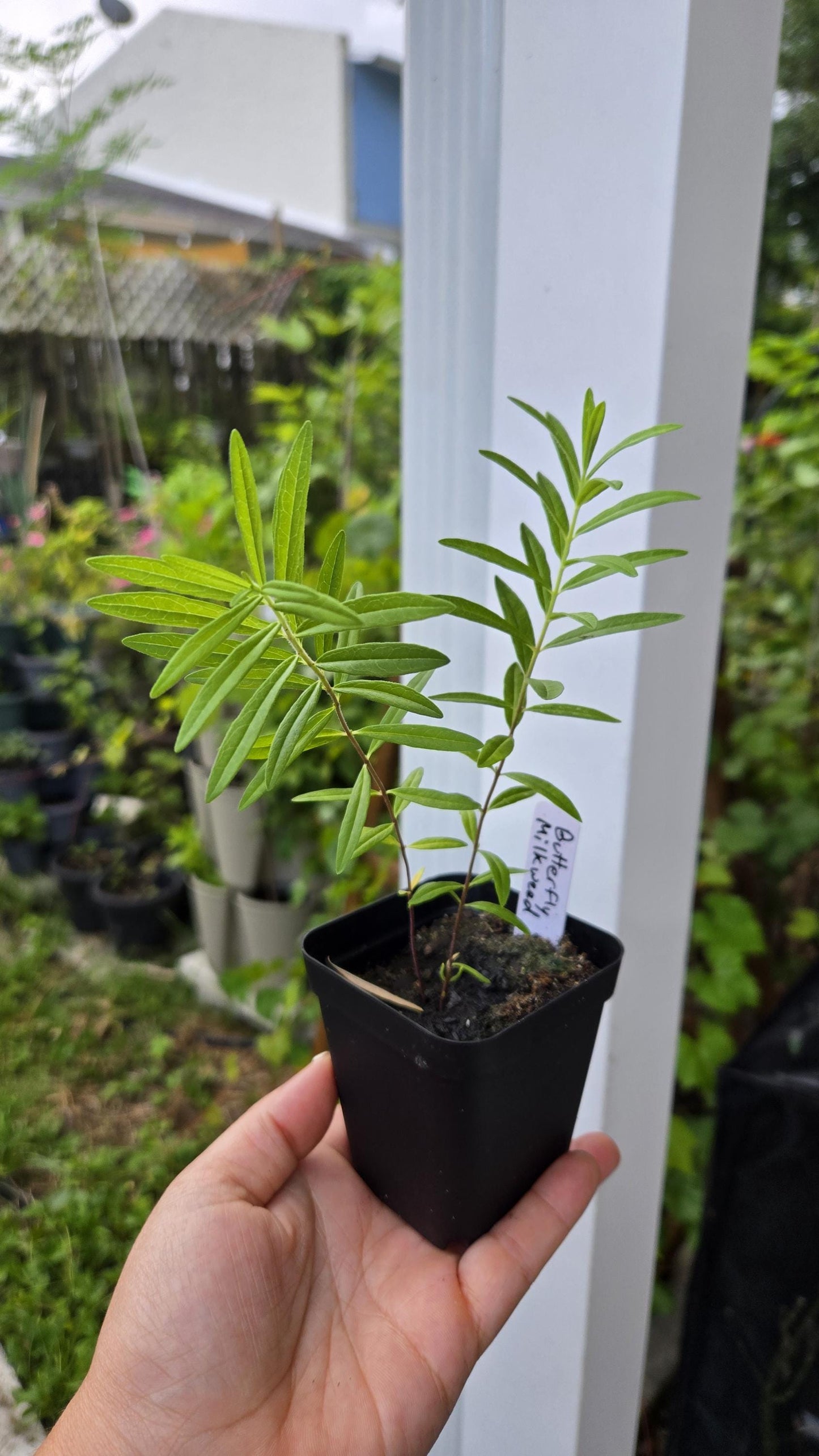 2-Pack Butterfly Milkweed Live Plant PREORDER