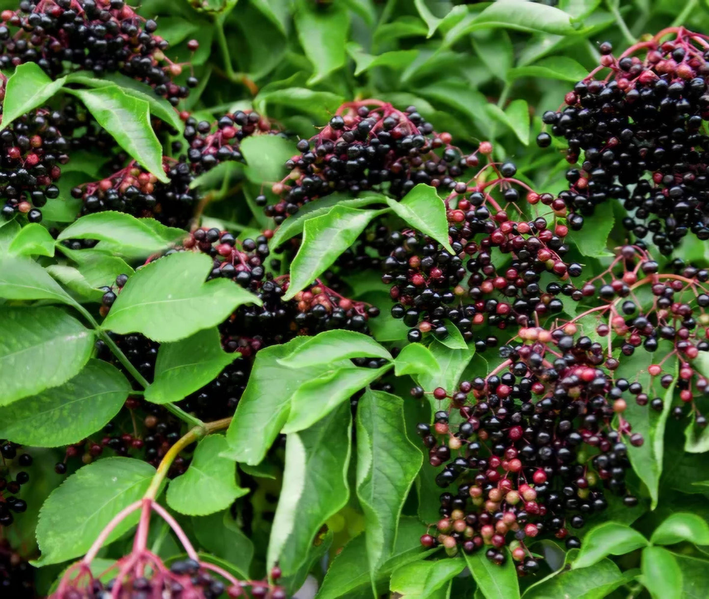 Elderberry Live Plant