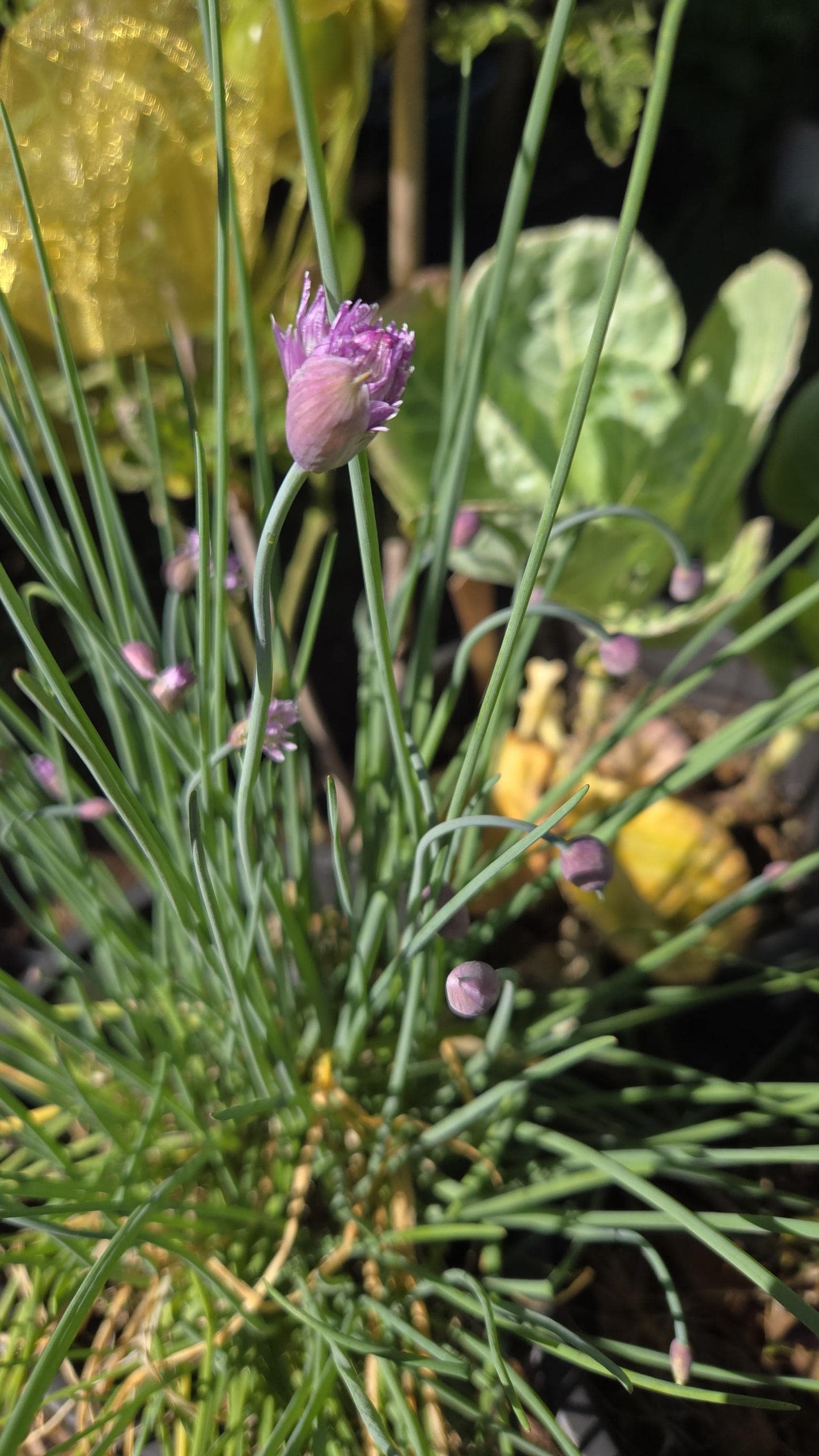 2-Pack Chives Live Plant