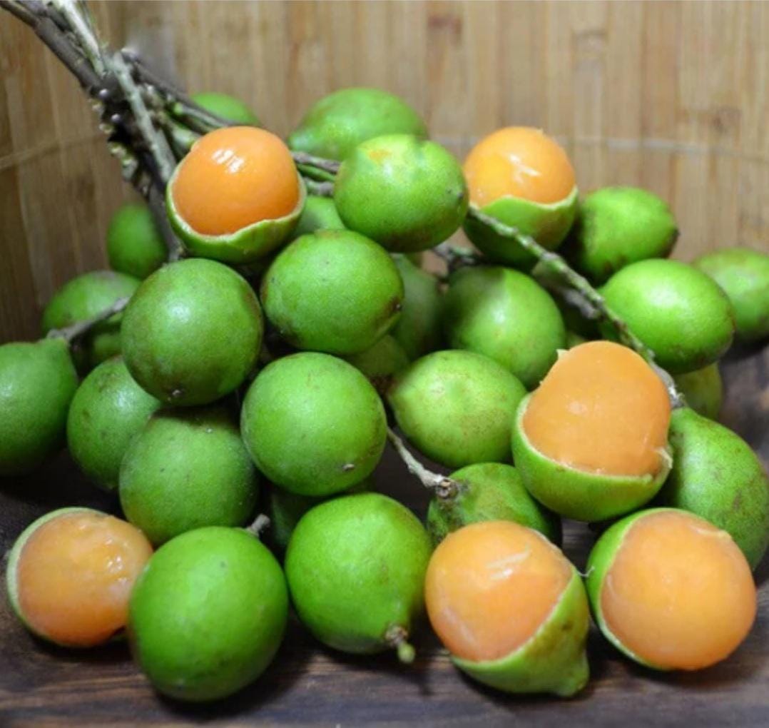 Spanish Lime / Quenepa Live Plant