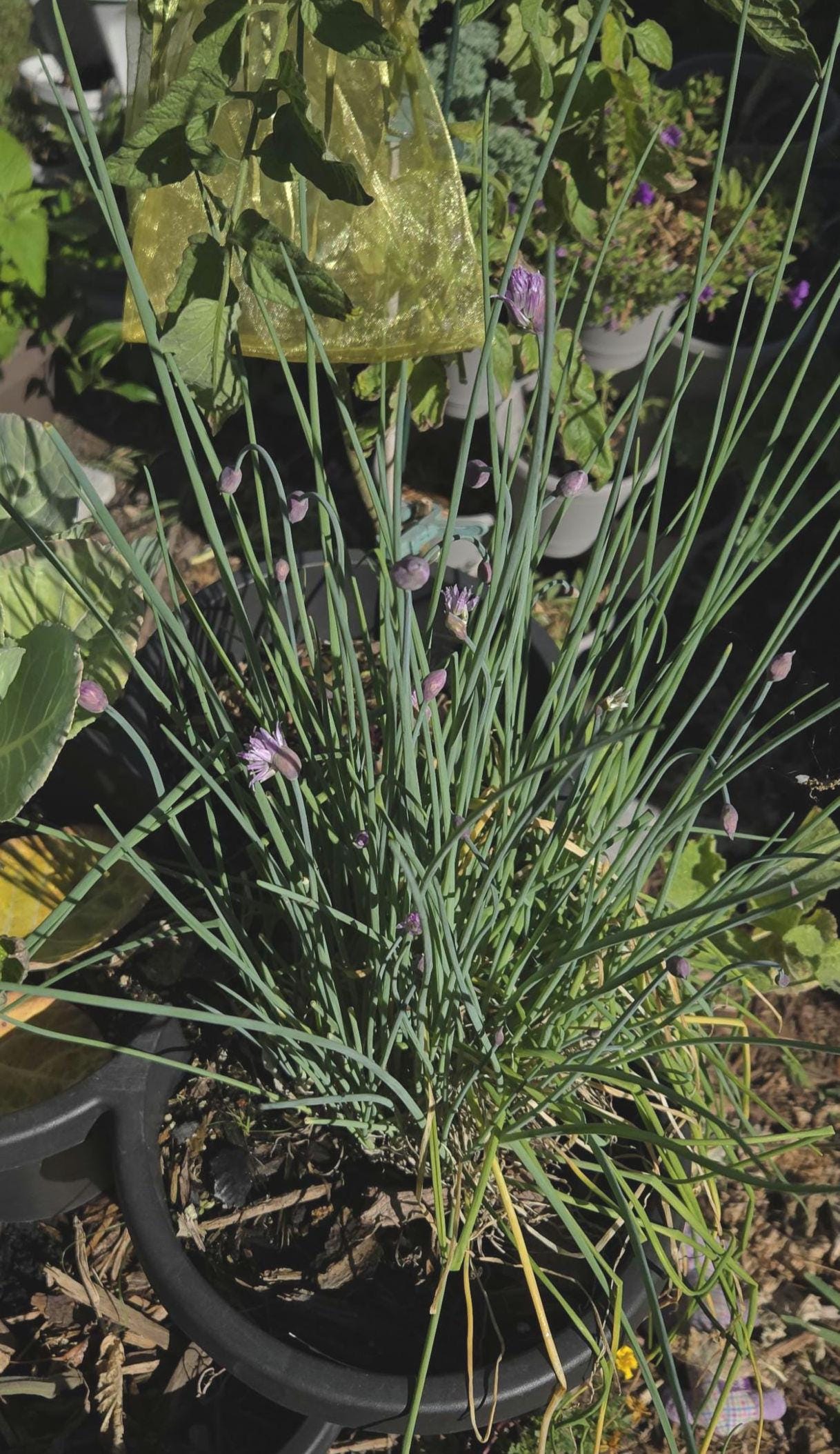 2-Pack Chives Live Plant