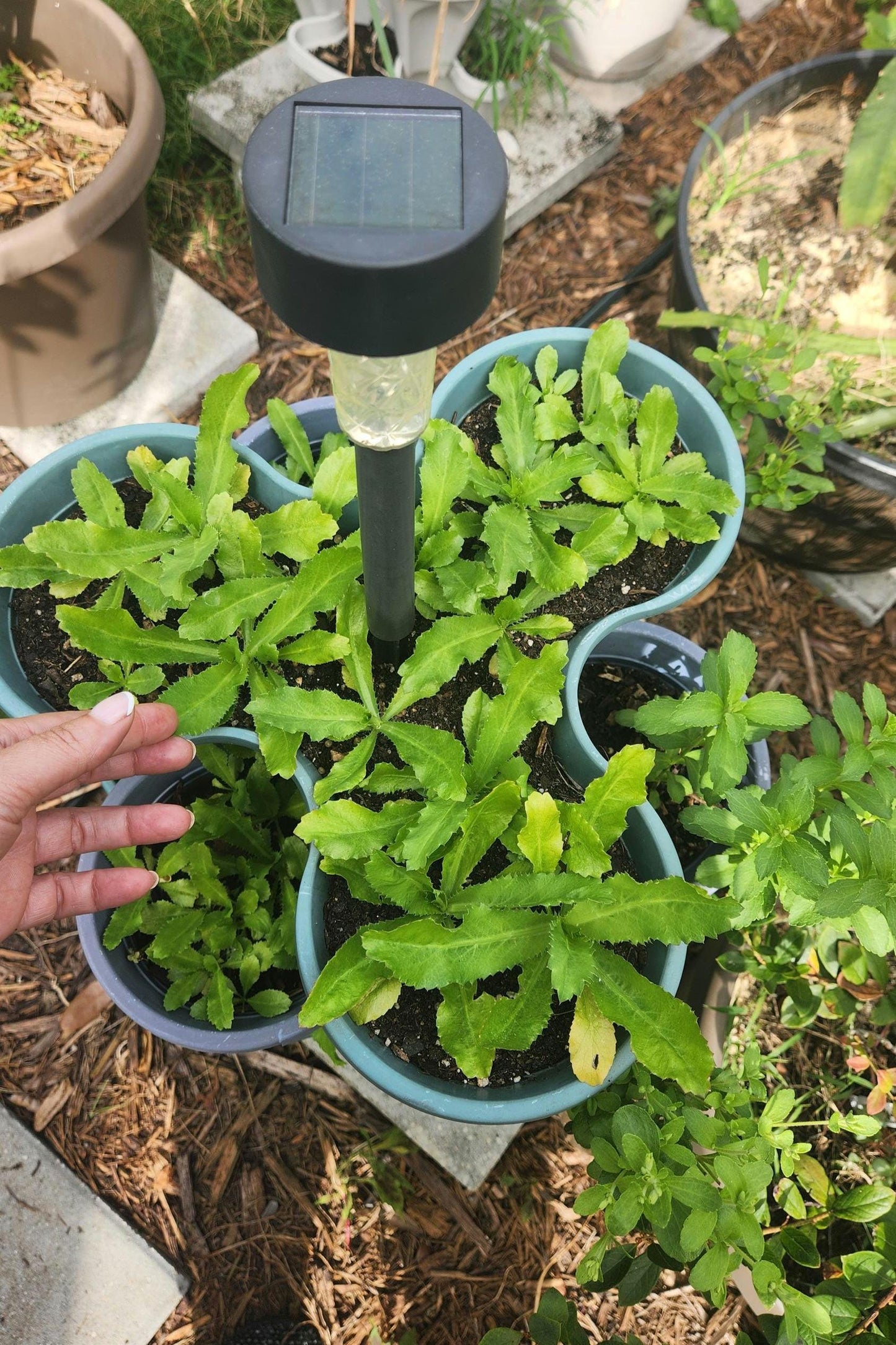 Culantro (Eryngium foetidum) 2 Pack
