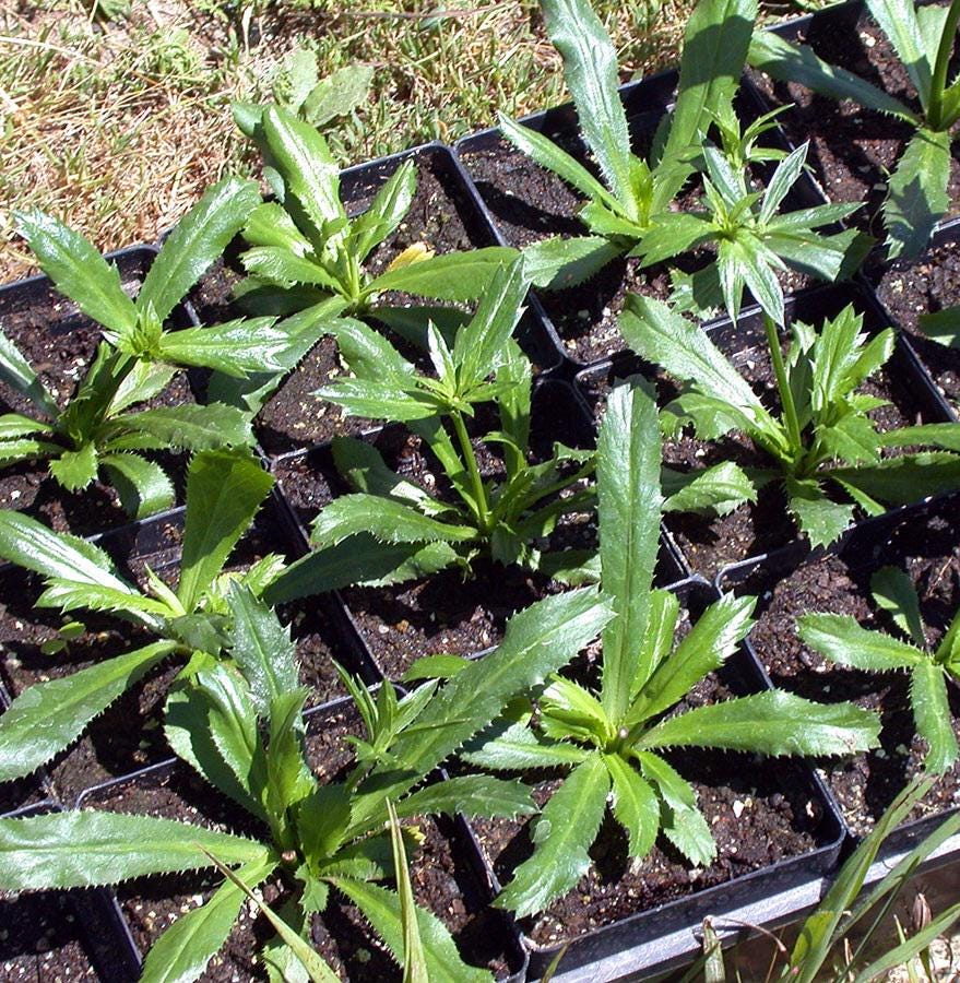 Culantro Seeds