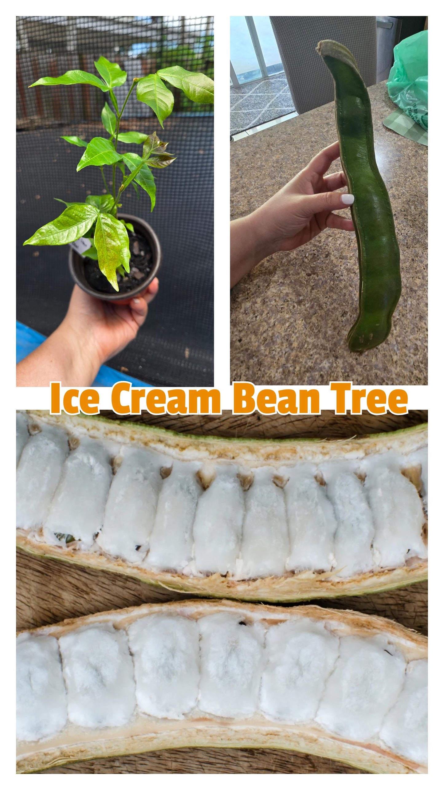 2-Pack Ice Cream Bean Tree Live Plant