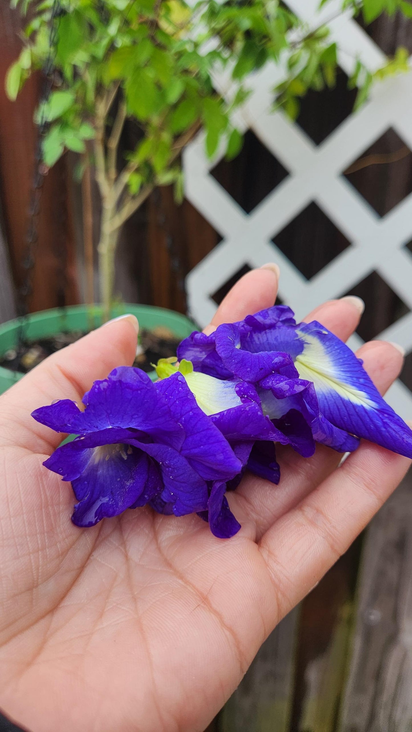 2-Pack Butterfly Pea Flower Live Plant