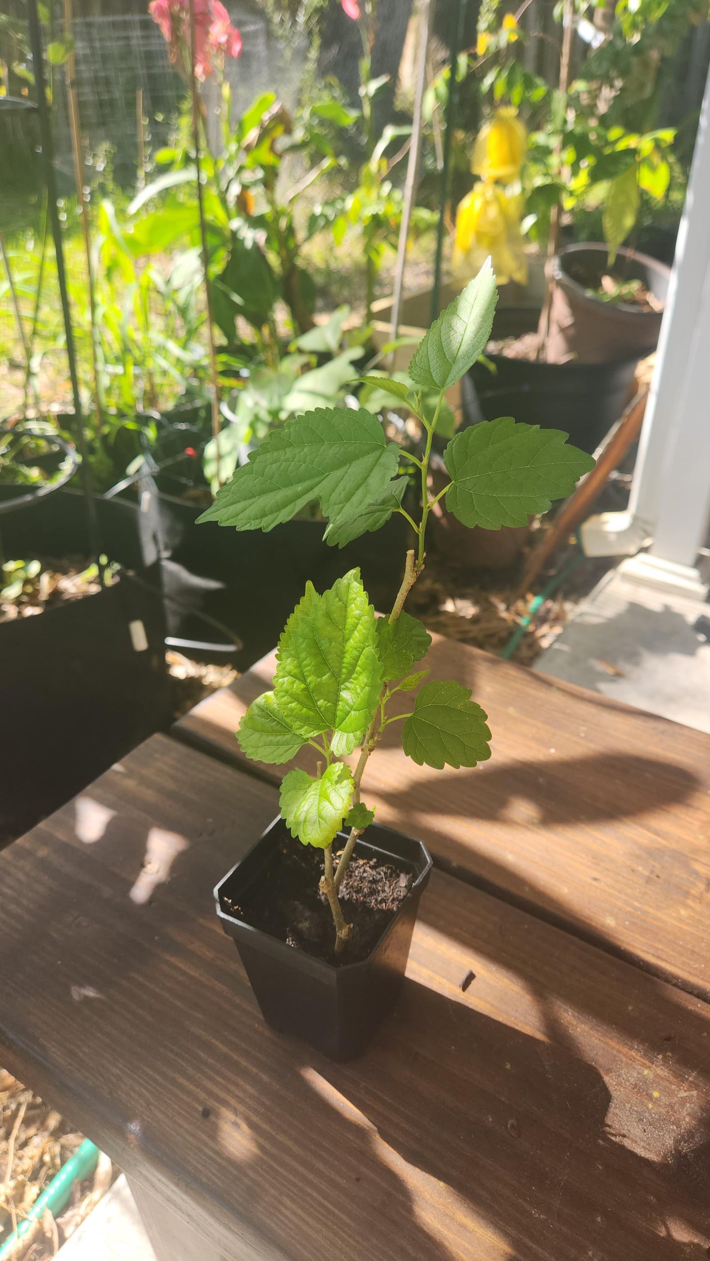2-Pack Dwarf Everbearing Mulberry Rooted Cutting