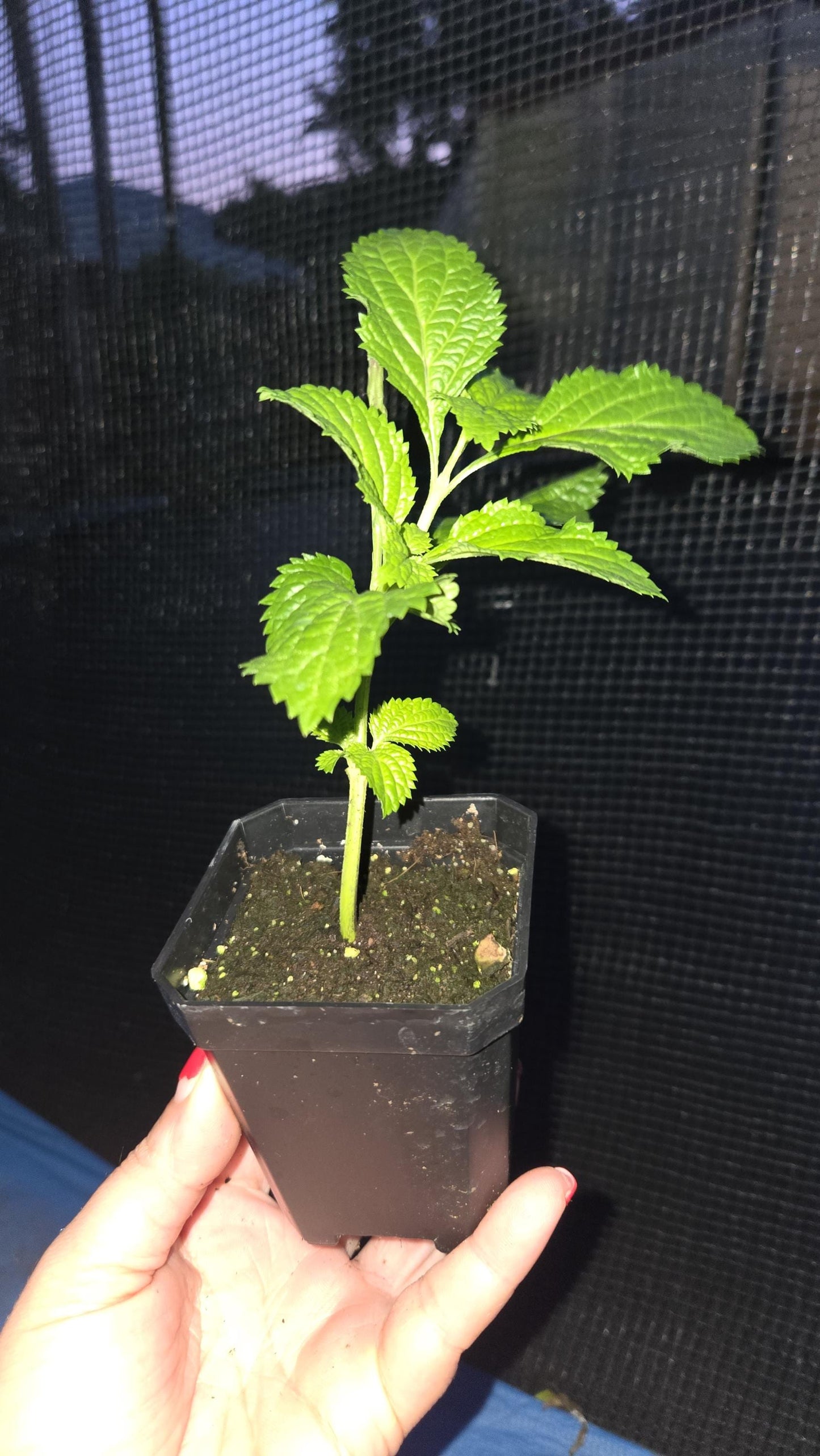 2-Pack Porterweed Live Plant - A Pollinator's Paradise