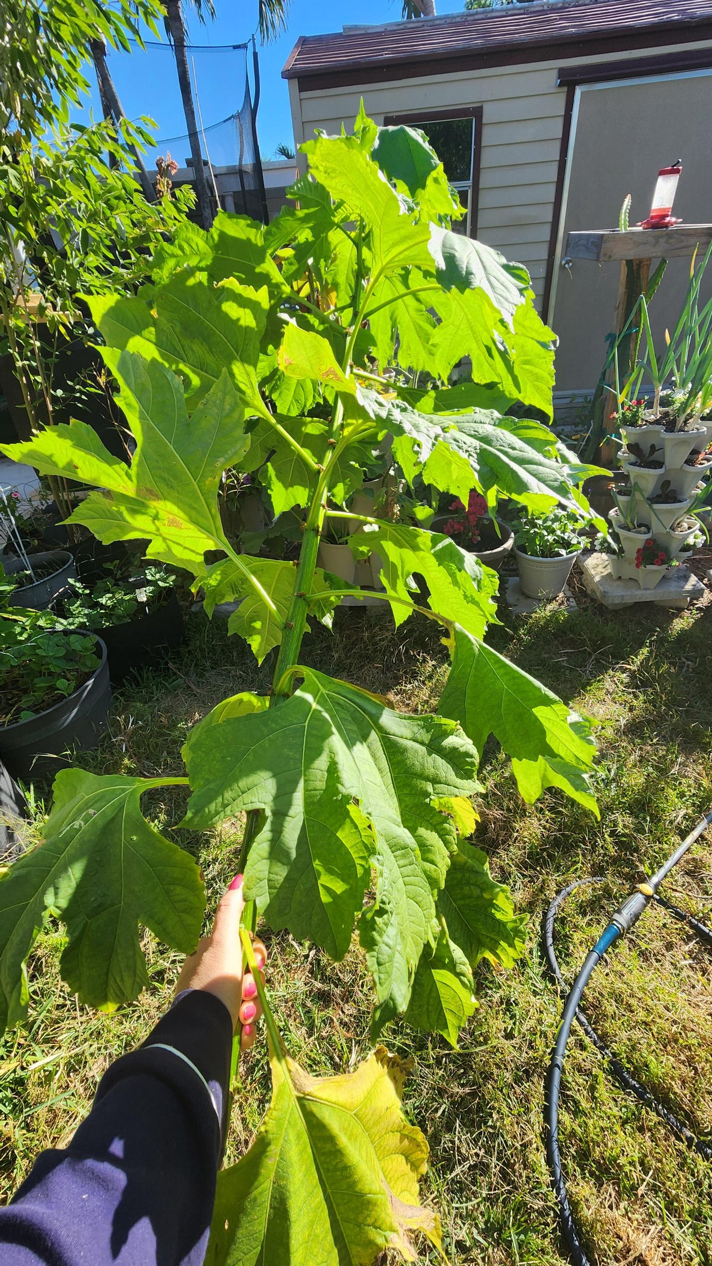 8-Pack Mexican Sunflower Cuttings (Tithonia diversifolia)
