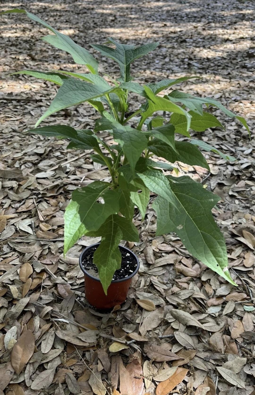 Tree Daisy (Montanoa grandifolia) Live Plant