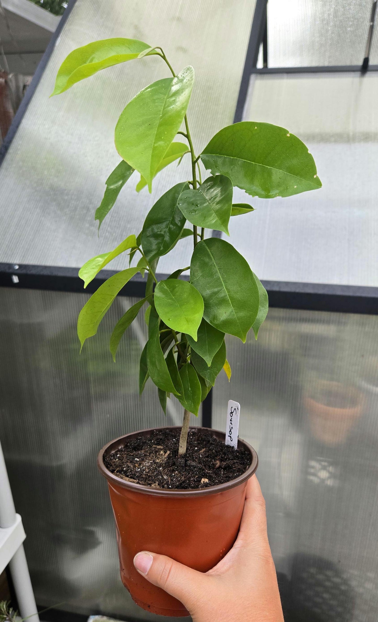 Soursop Seedling Live Plant