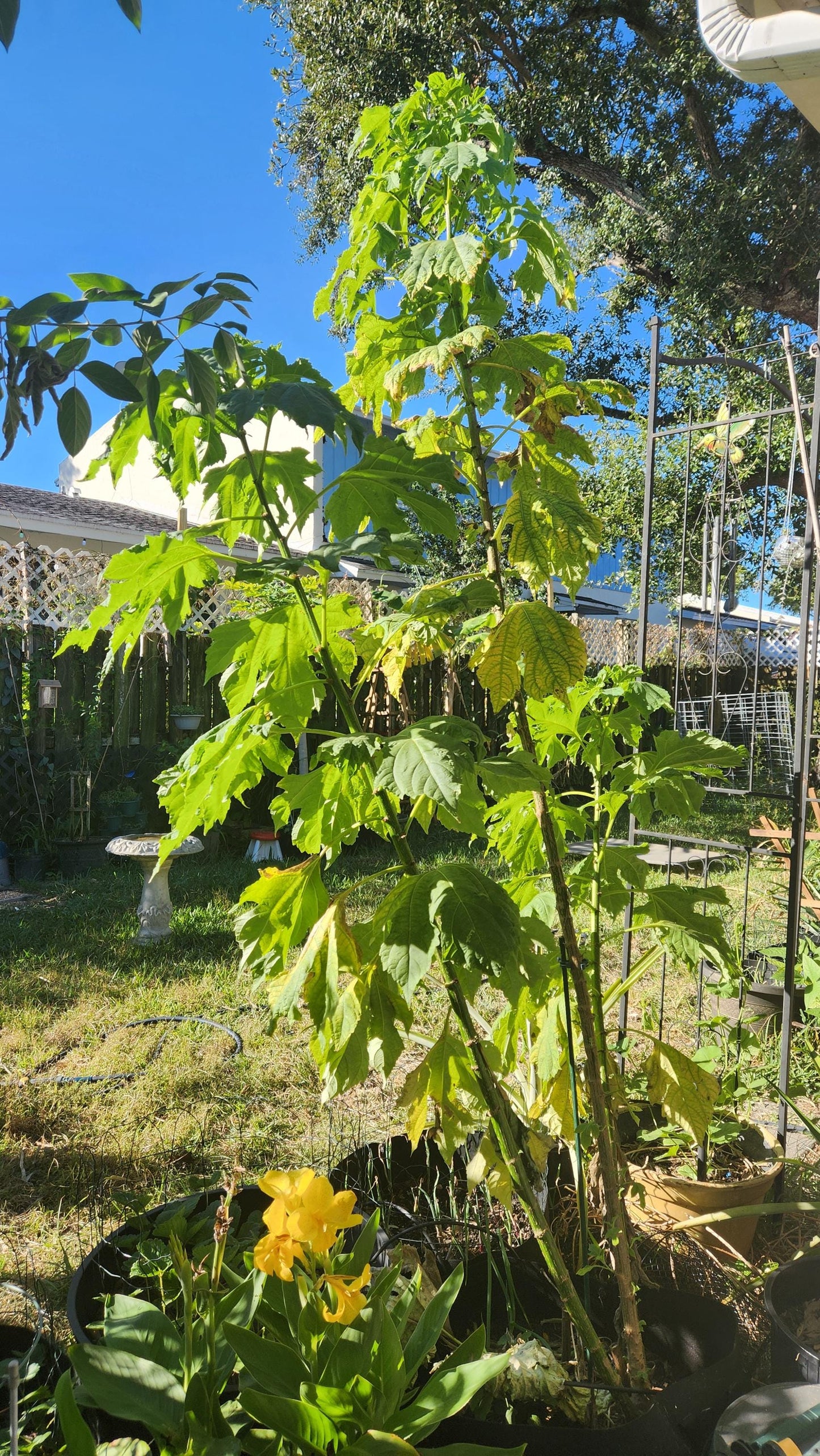 8-Pack Mexican Sunflower Cuttings (Tithonia diversifolia)