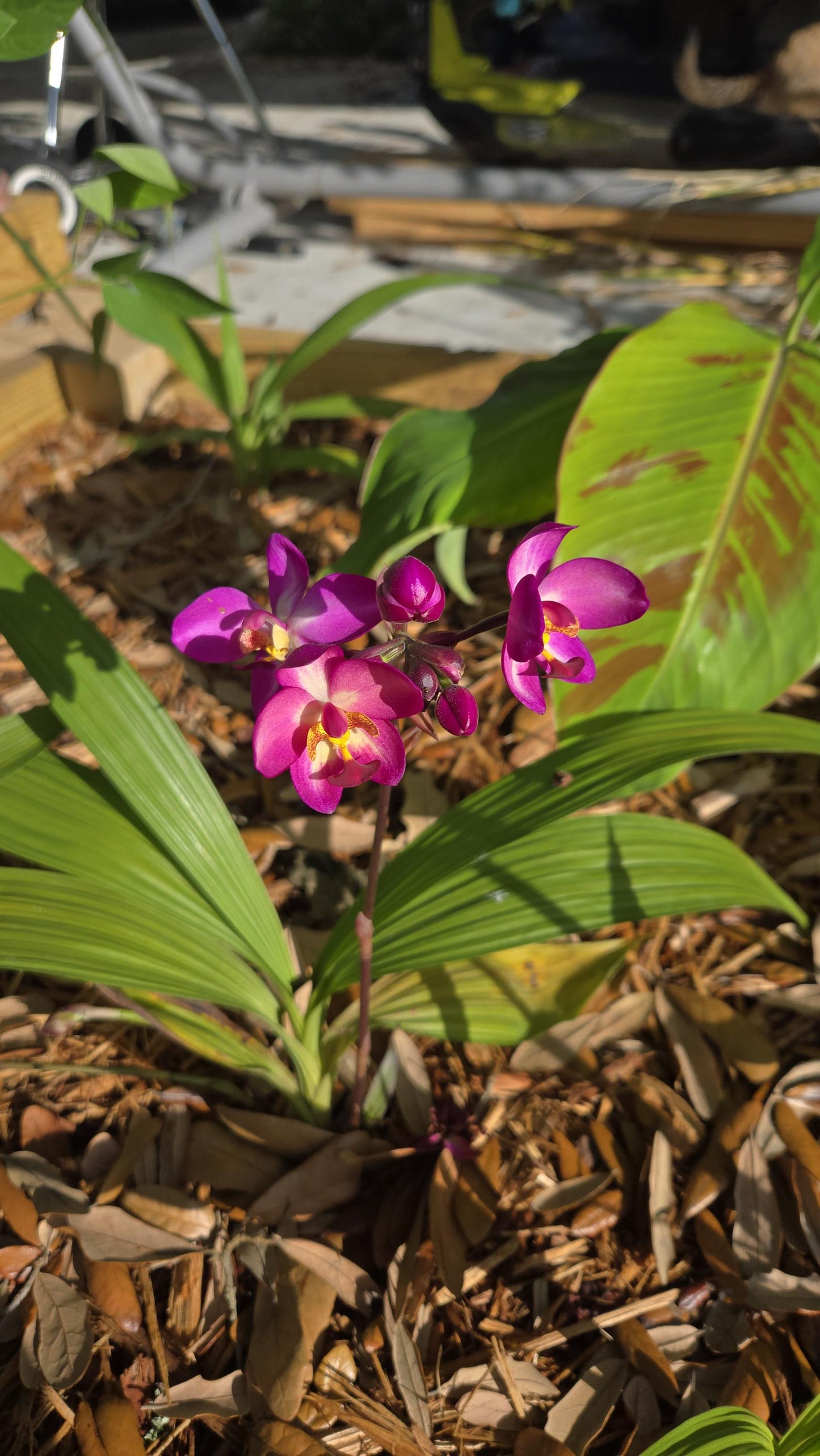 Ground Orchid Live Plant