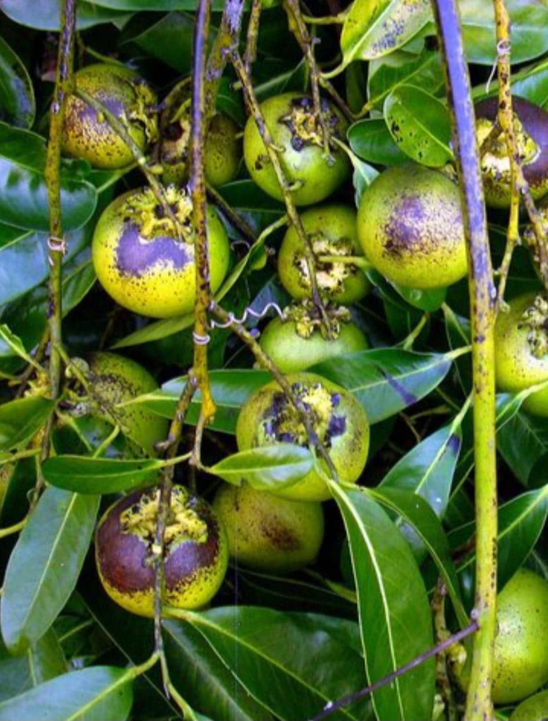 Black Sapote /Chocolate Pudding Fruit Live Plant