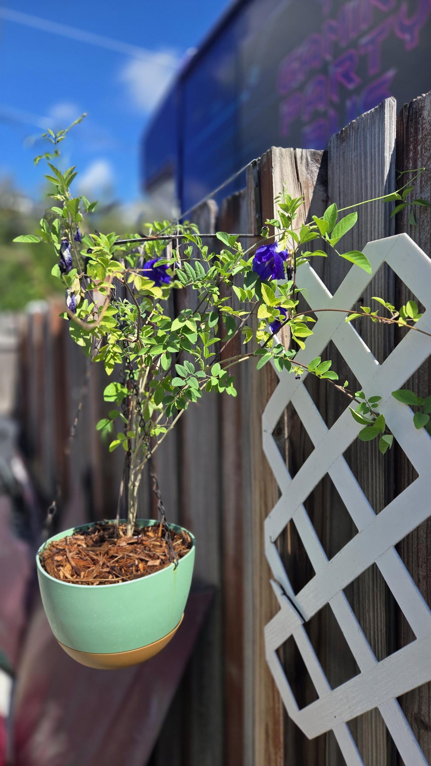 2-Pack Butterfly Pea Flower Live Plant