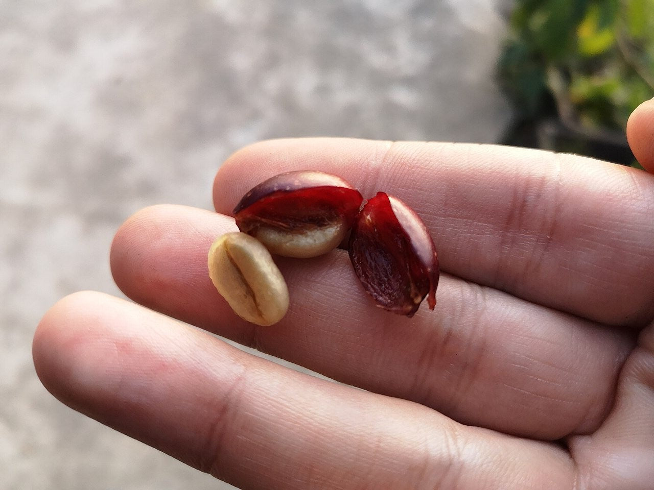 Coffee Arabica Plant