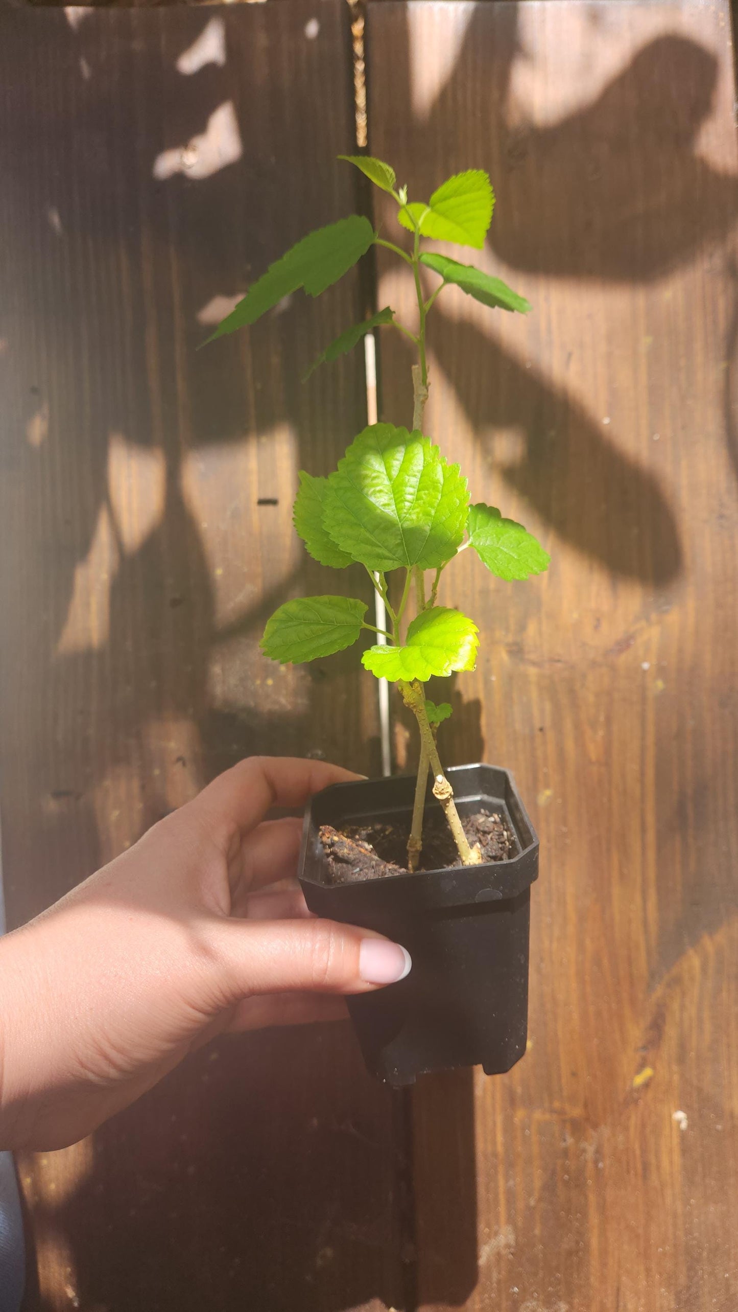 2-Pack Dwarf Everbearing Mulberry Rooted Cutting