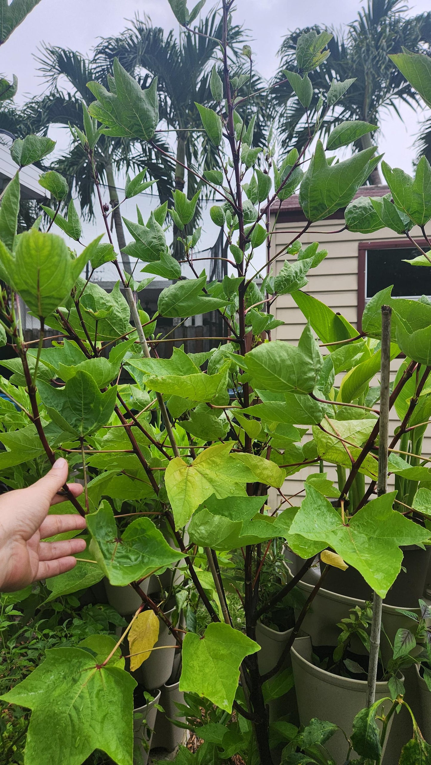 Red Roselle Seeds - Flor de Jamaica