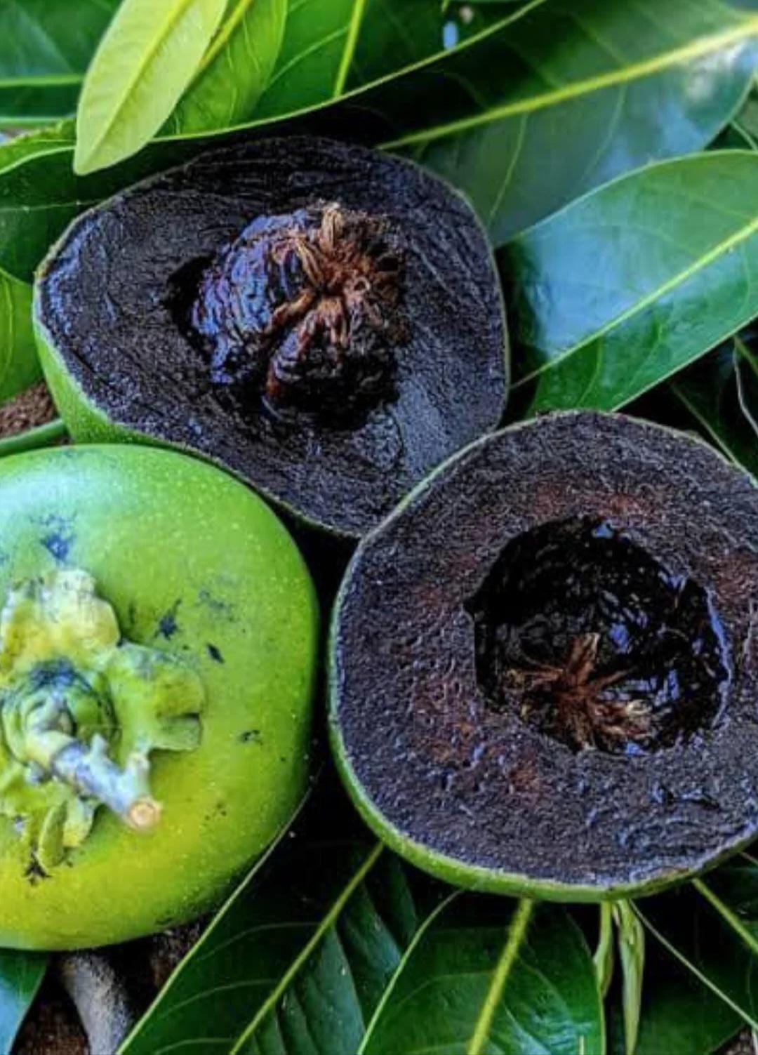 Black Sapote /Chocolate Pudding Fruit Live Plant