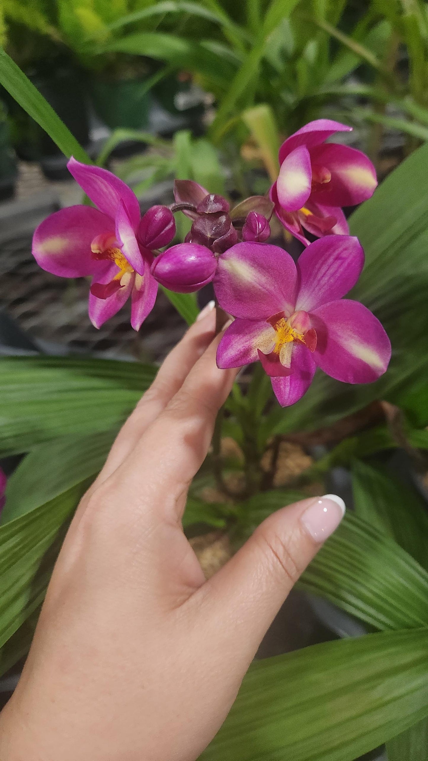Ground Orchid Live Plant