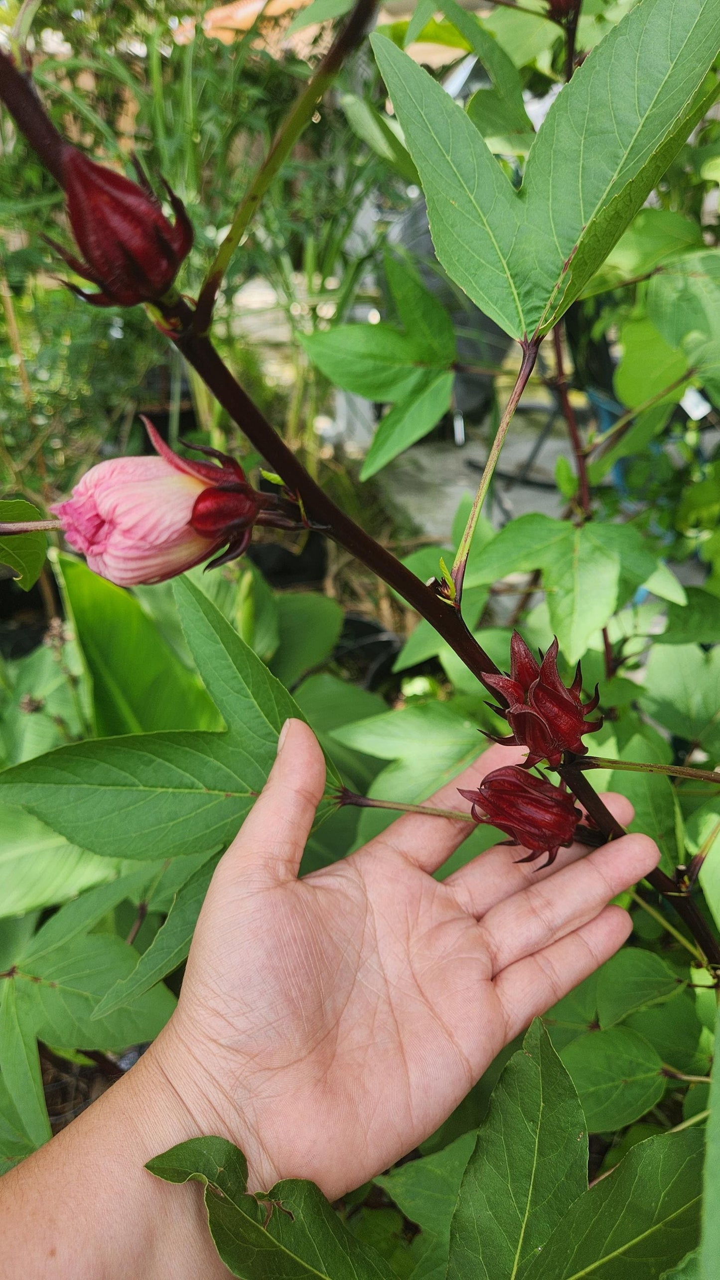 Red Roselle Seeds - Flor de Jamaica