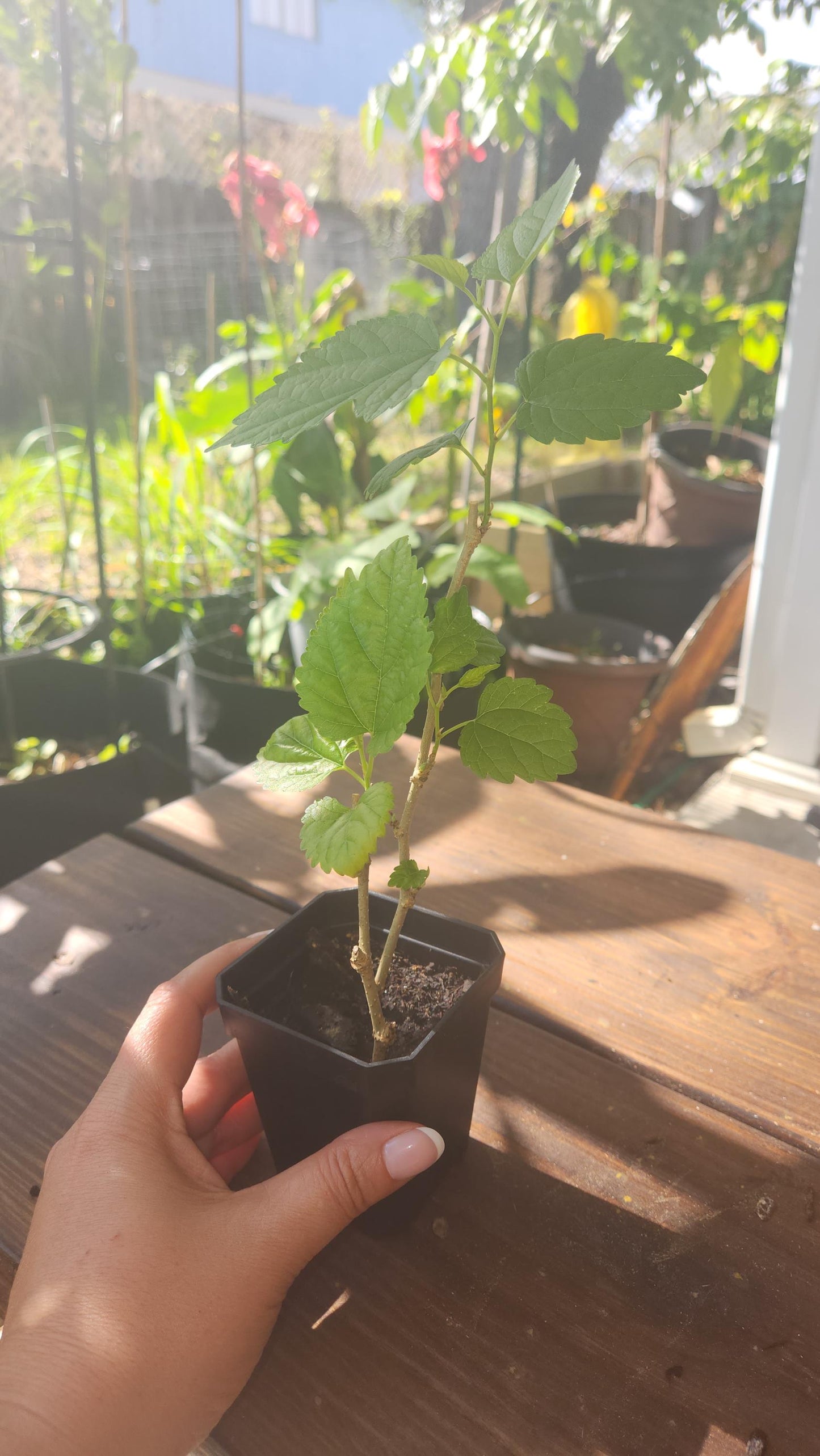 2-Pack Dwarf Everbearing Mulberry Rooted Cutting