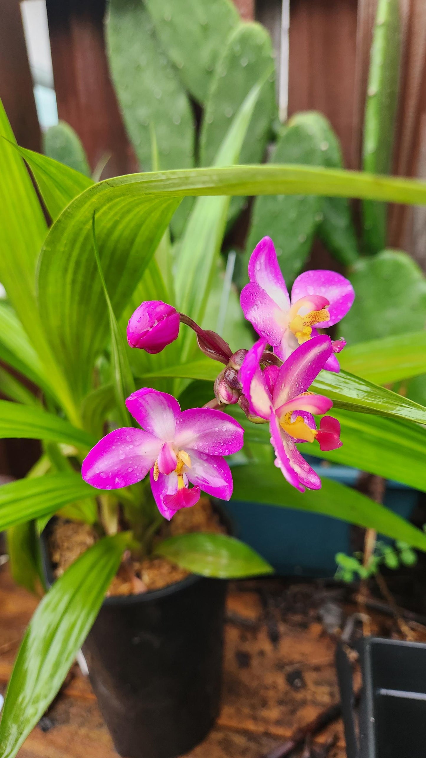 Ground Orchid Live Plant