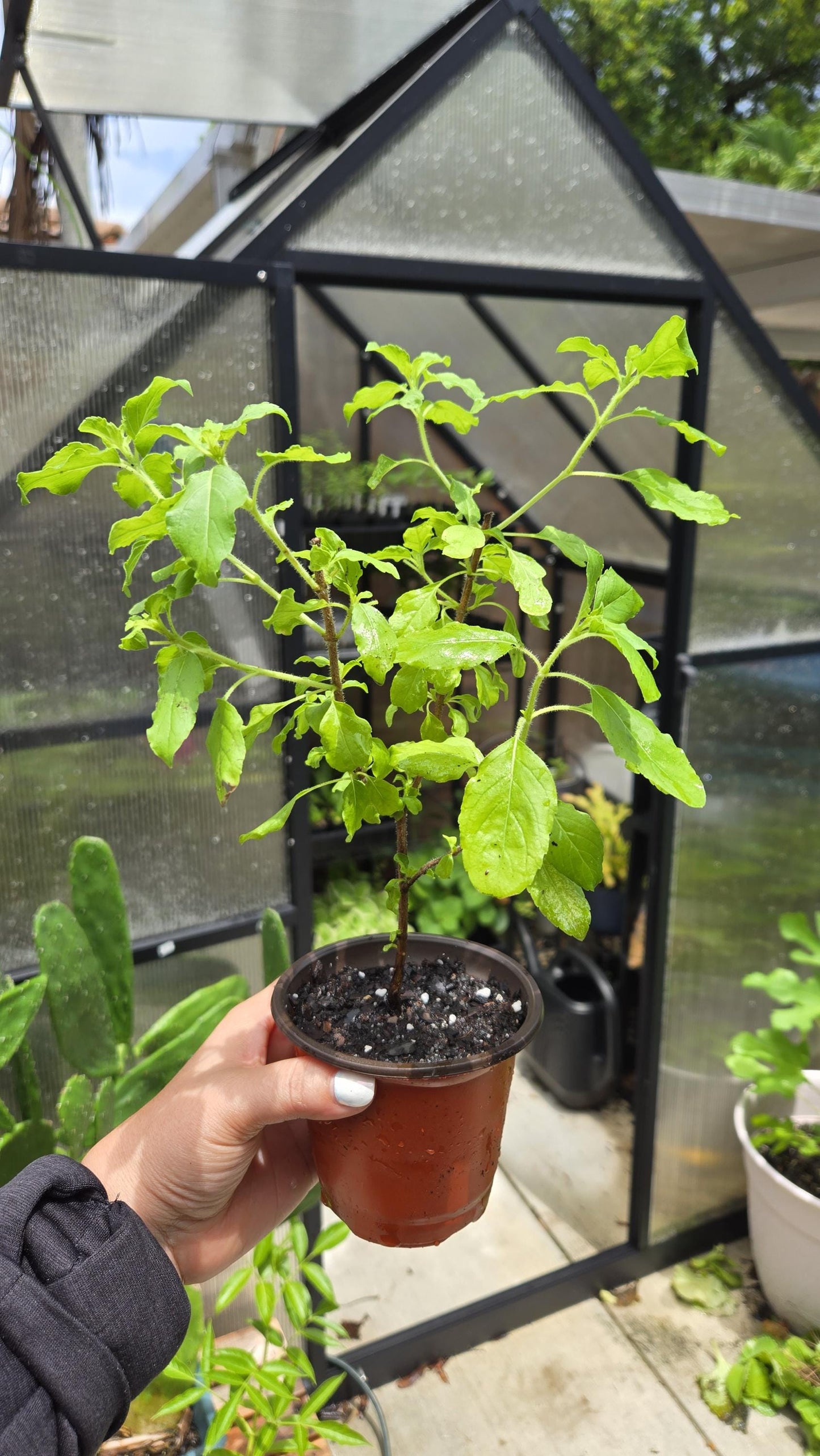 2-Pack Holy Basil Live Plant