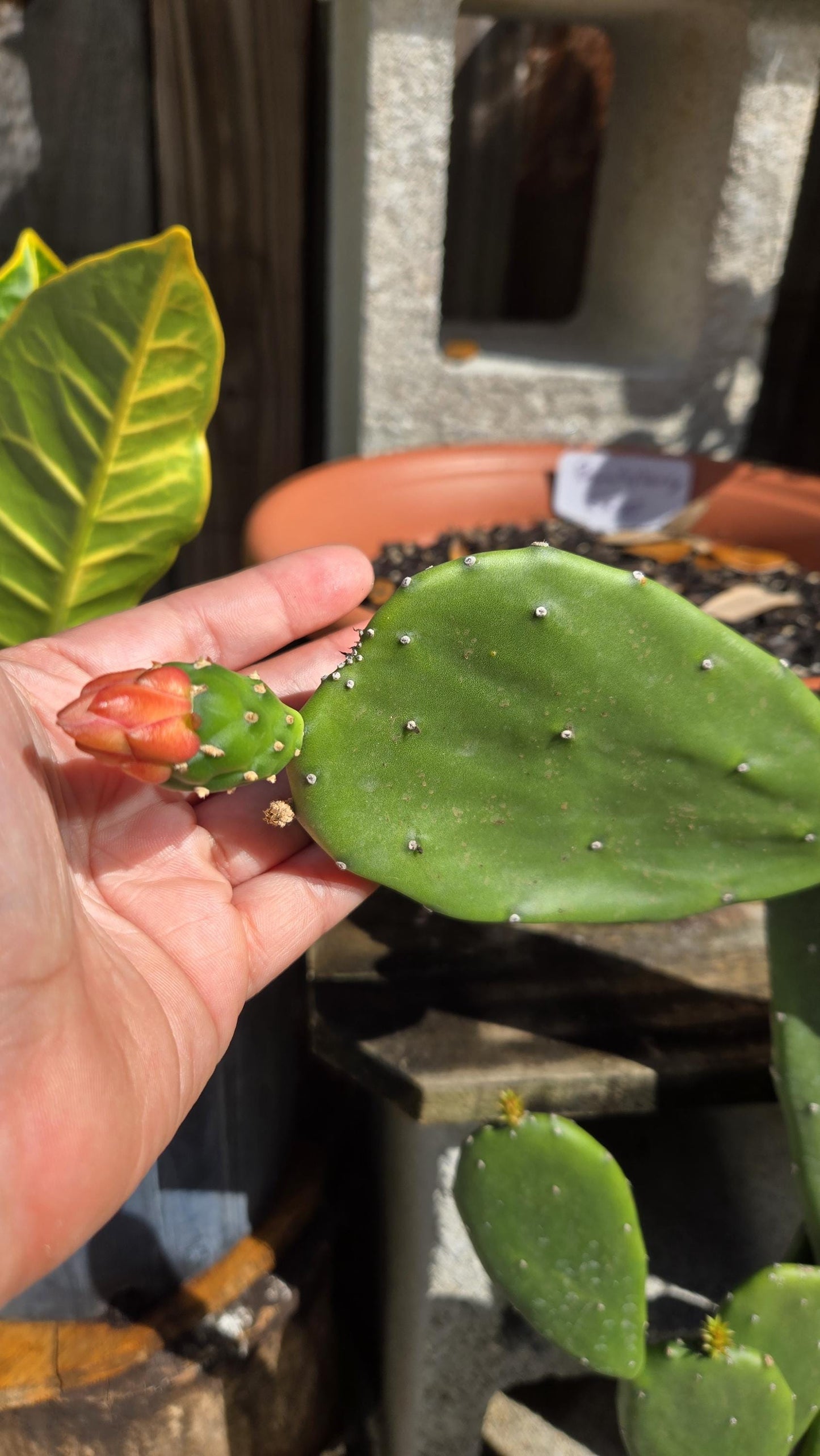 3-Pack Prickly Pear Cactus Pads ( Nopales )