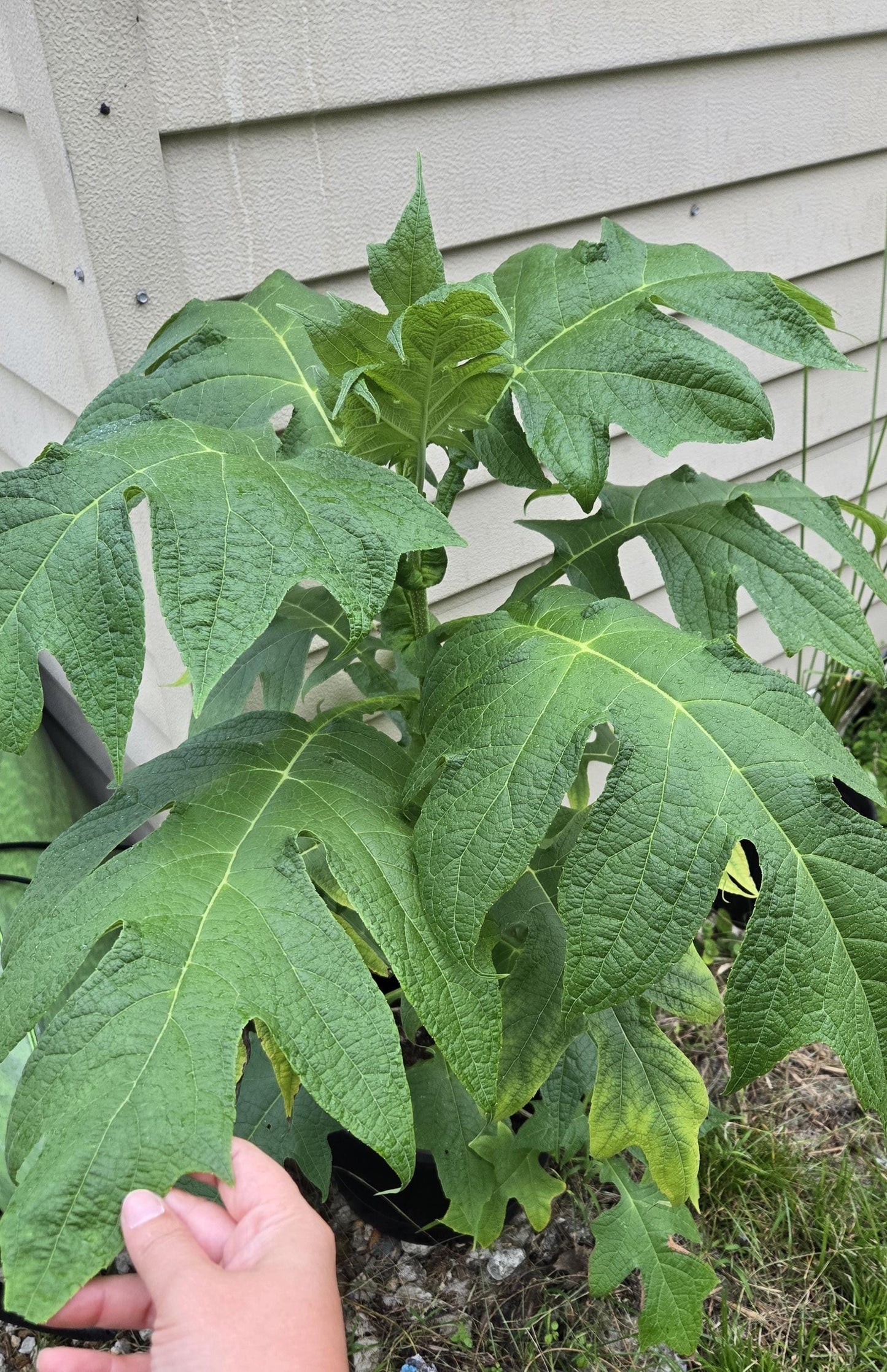 Tree Daisy (Montanoa grandifolia) Live Plant