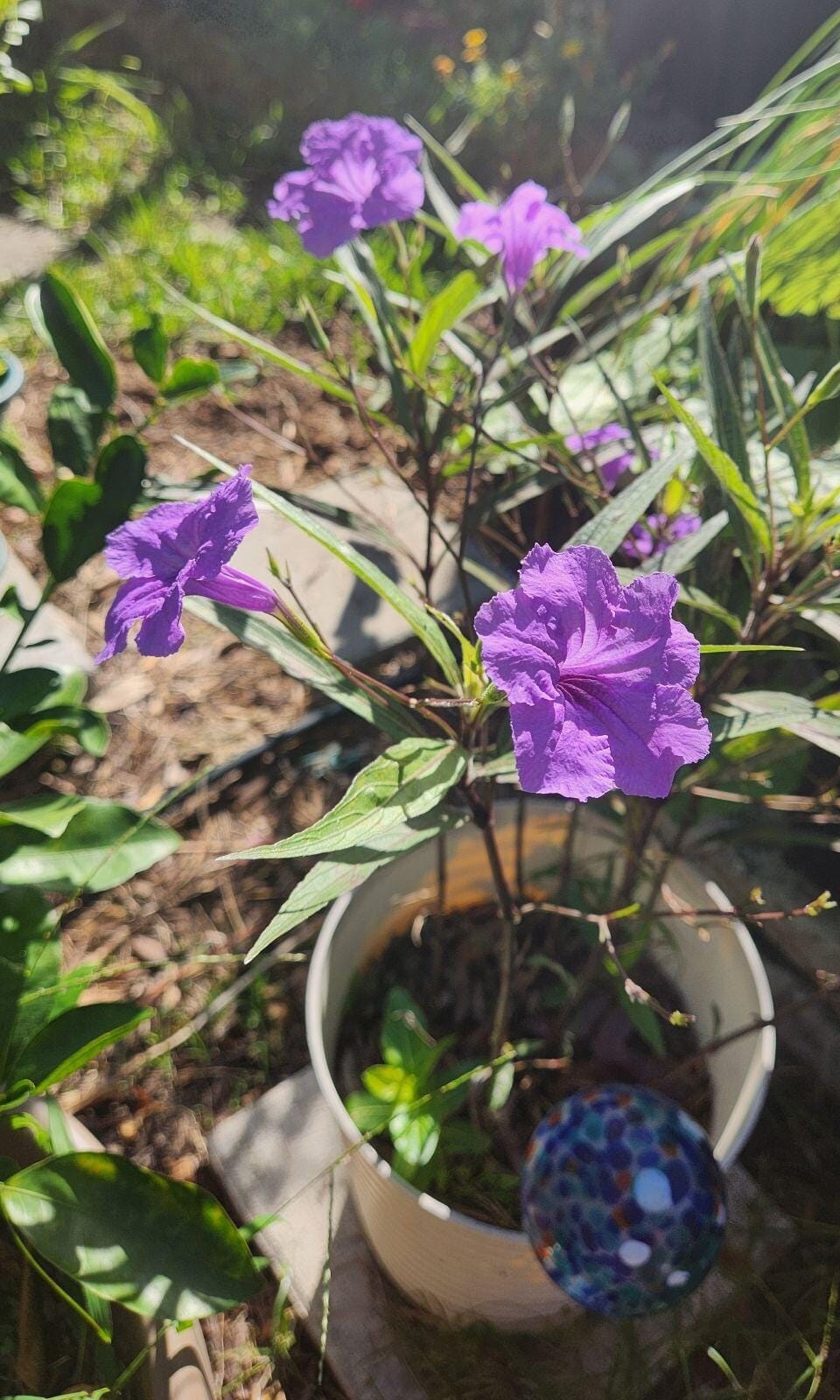 Mexican Petunias (Ruellia simplex) - Vibrant Garden Blooms