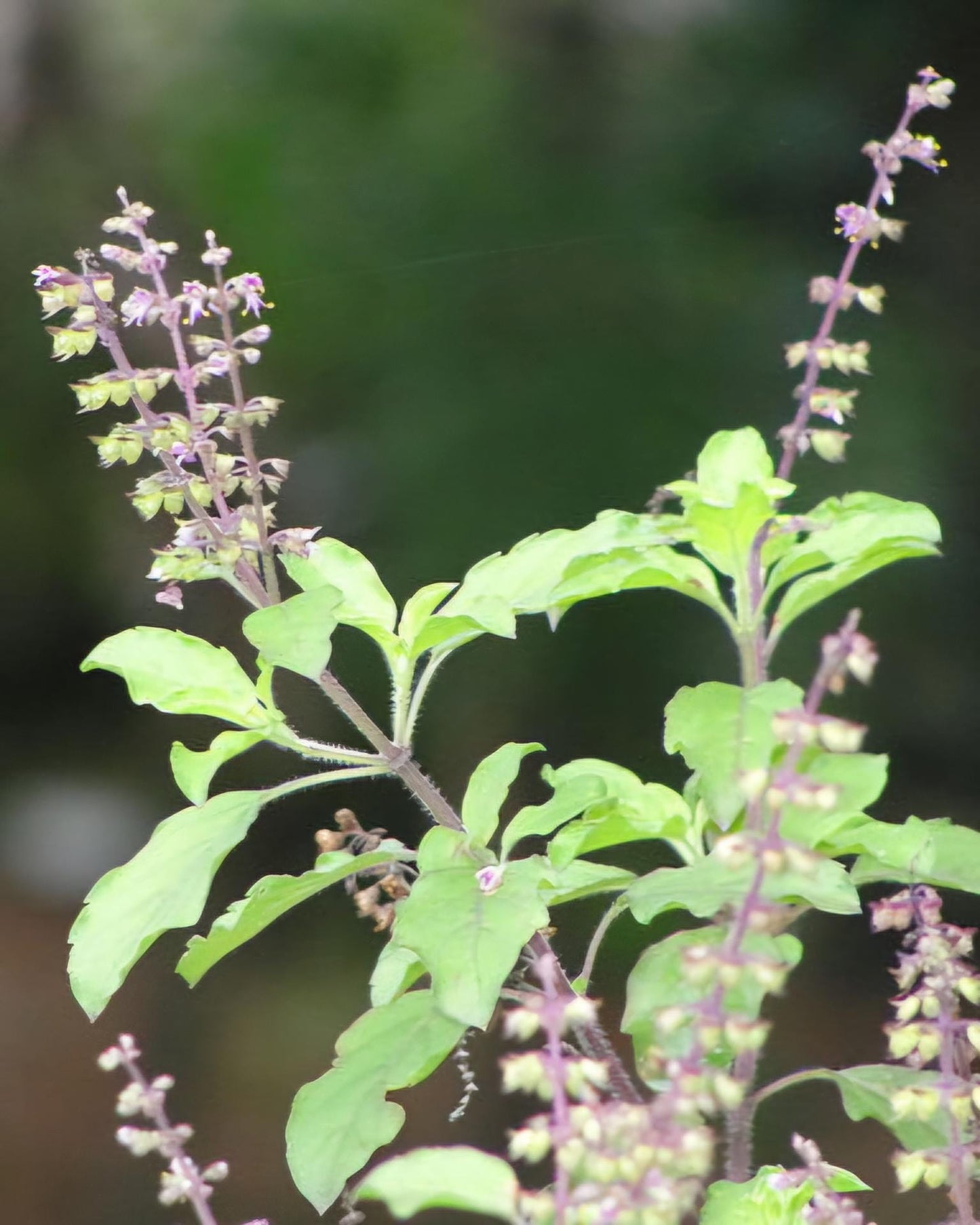 2-Pack Holy Basil Live Plant