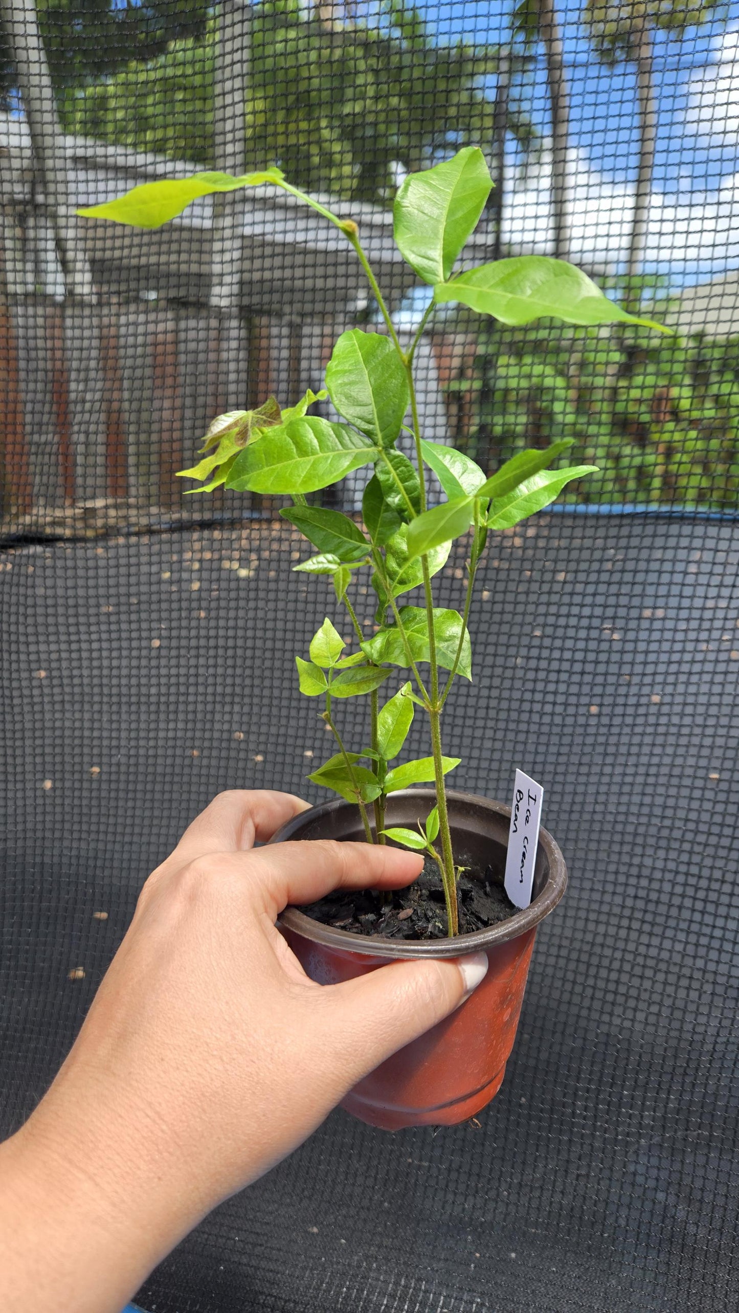 2-Pack Ice Cream Bean Tree Live Plant
