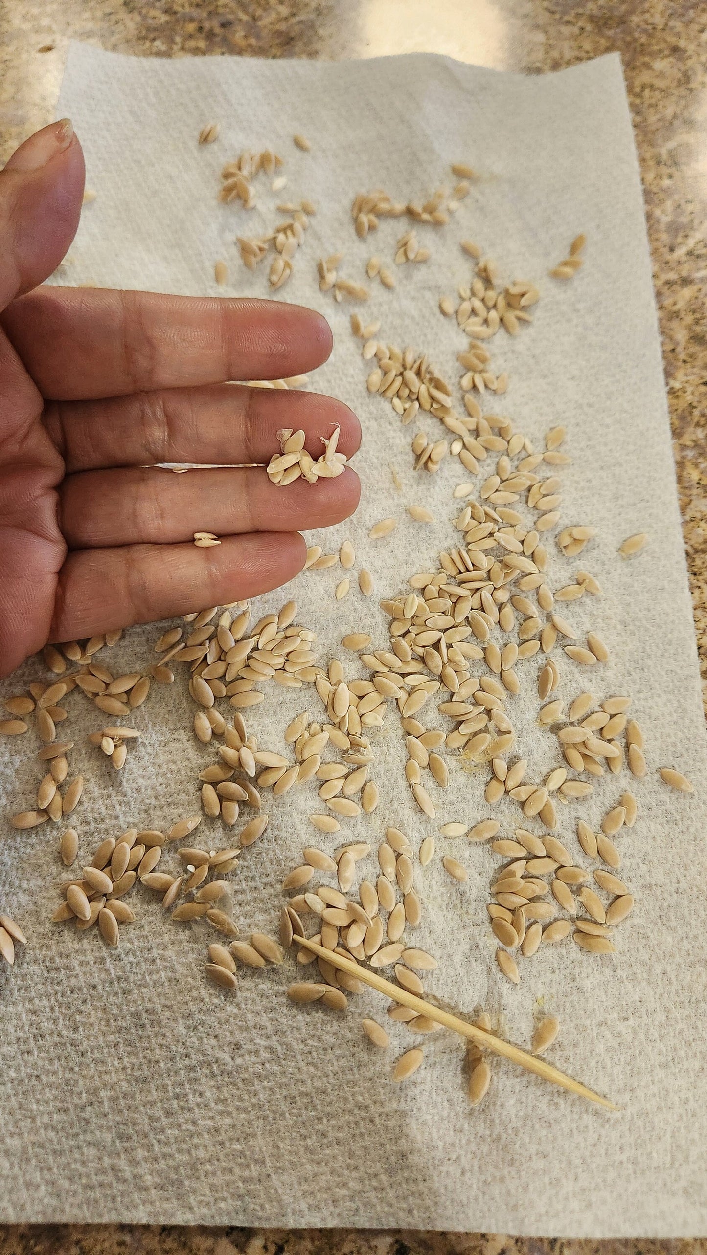 Korean Melon Seeds / Chamoe Seeds
