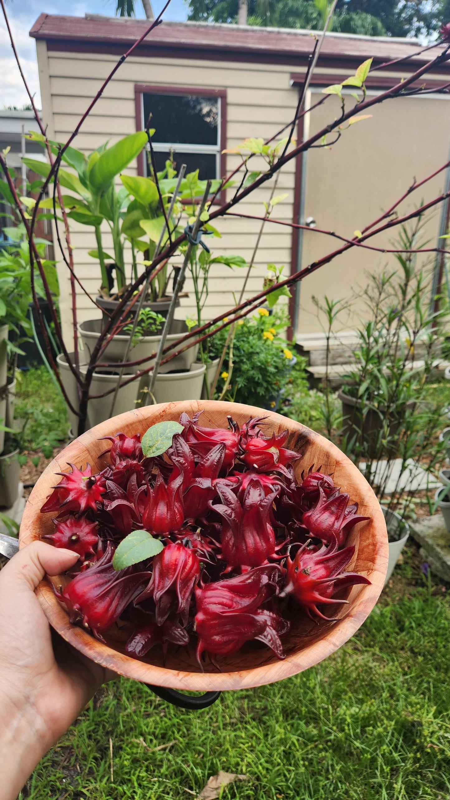 Red Roselle Seeds - Flor de Jamaica