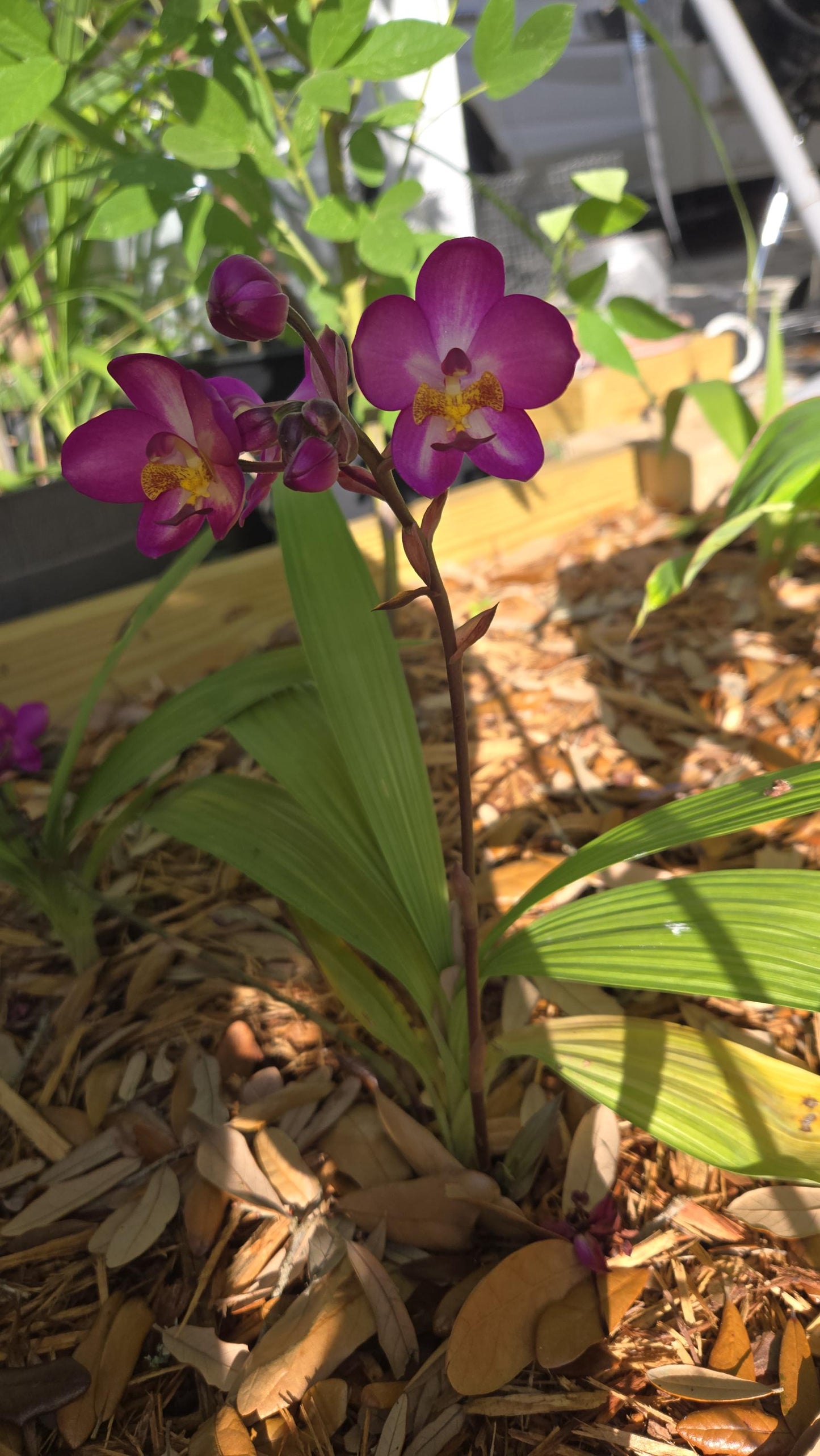 Ground Orchid Live Plant