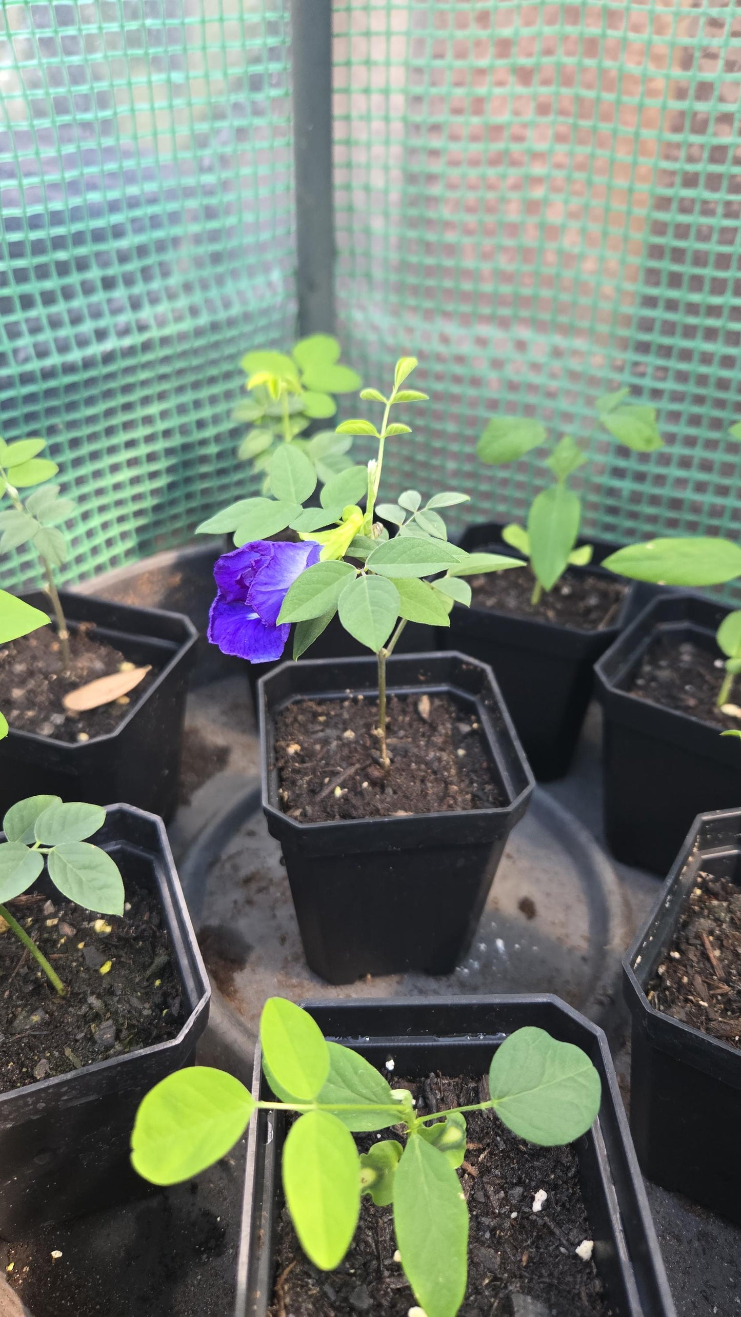 2-Pack Butterfly Pea Flower Live Plant
